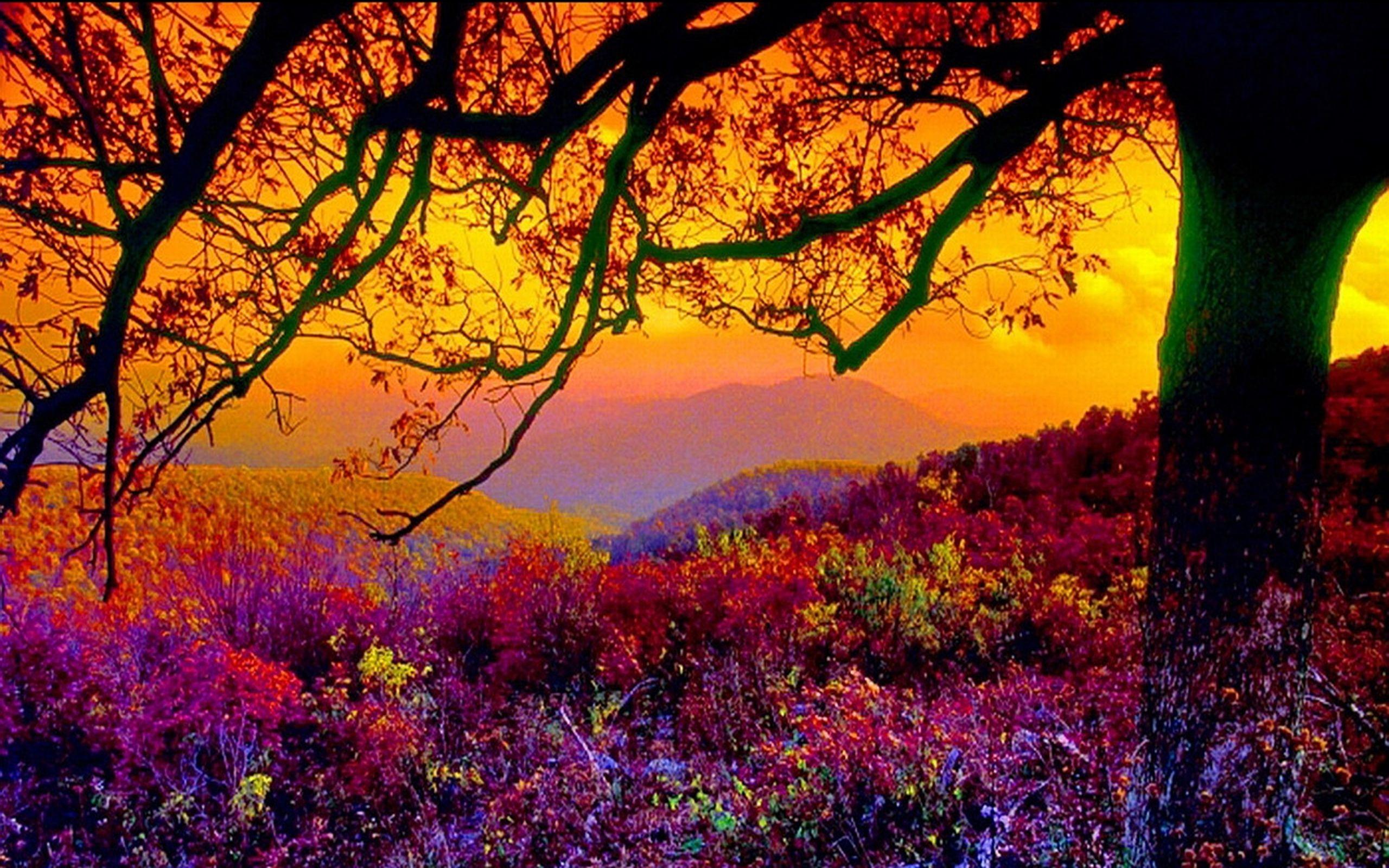 2560x1600 Scenic HD Wallpaper Background Page :