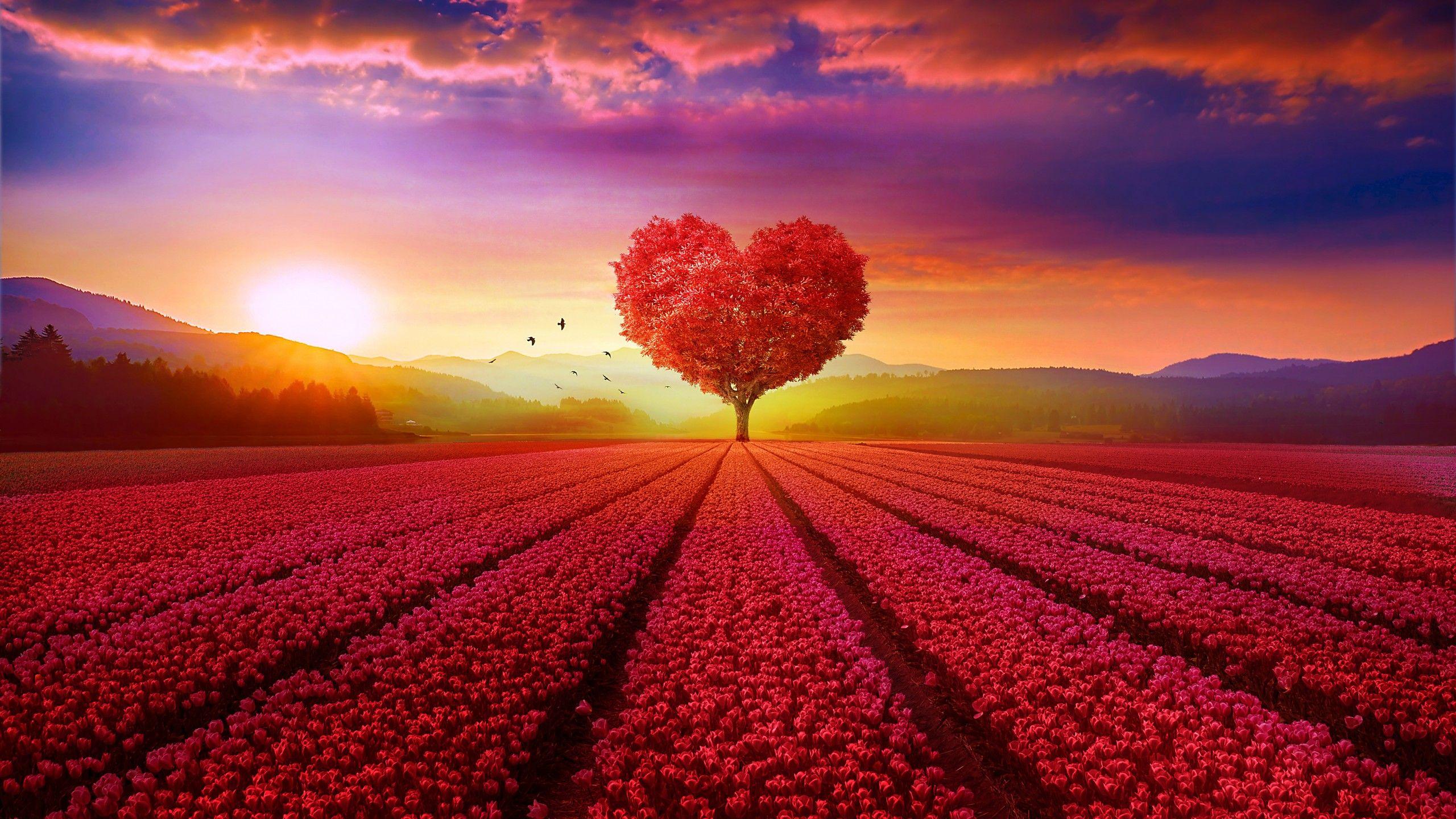2560x1440 Hình nền Trái tim tình yêu, Cây, Vườn hoa, Cây trái tim, bình minh, Phong cảnh, Đỏ, độ phân giải cao, Thiên nhiên ,.  Hình nền cho iPhone, Android, Di động và Máy tính để bàn