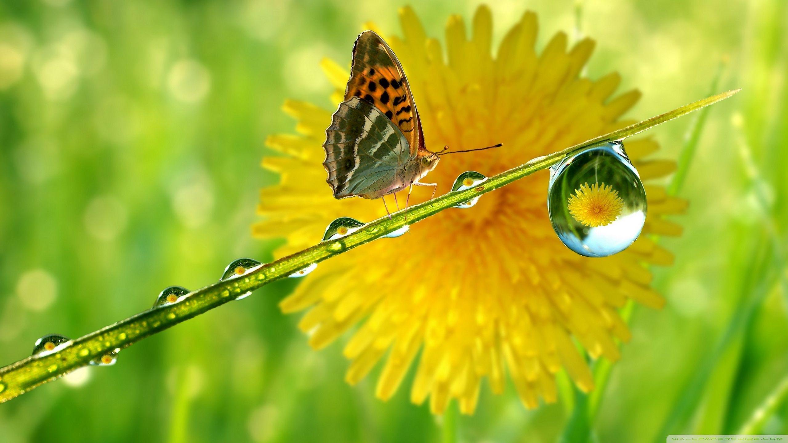 2560x1440 Macro Ultra HD Desktop Background Wallpaper for 4K UHD TV : Multi Display, Dual Monitor : Tablet