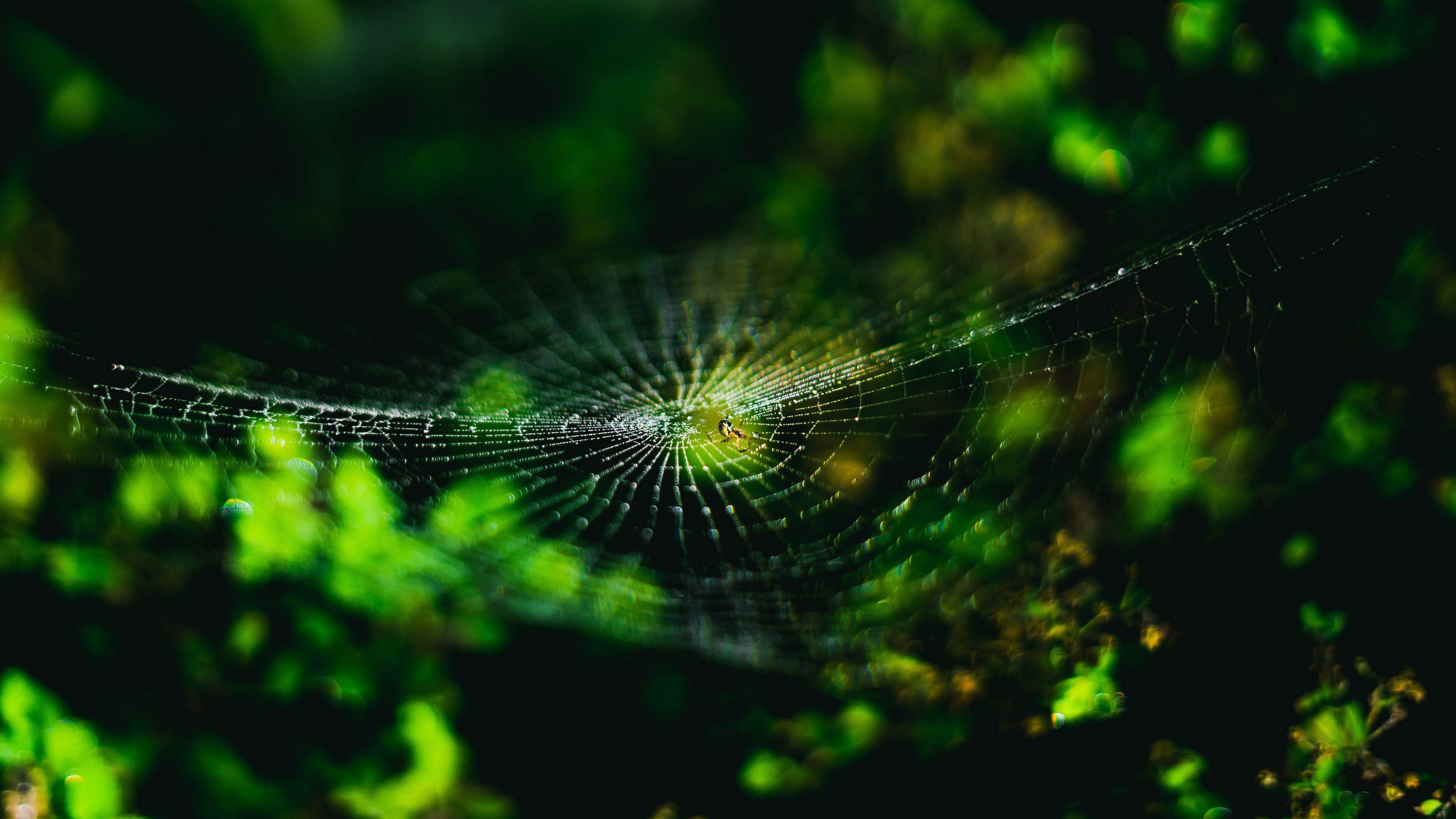 3840x2160 Spider Web Macro 4K Wallpaper