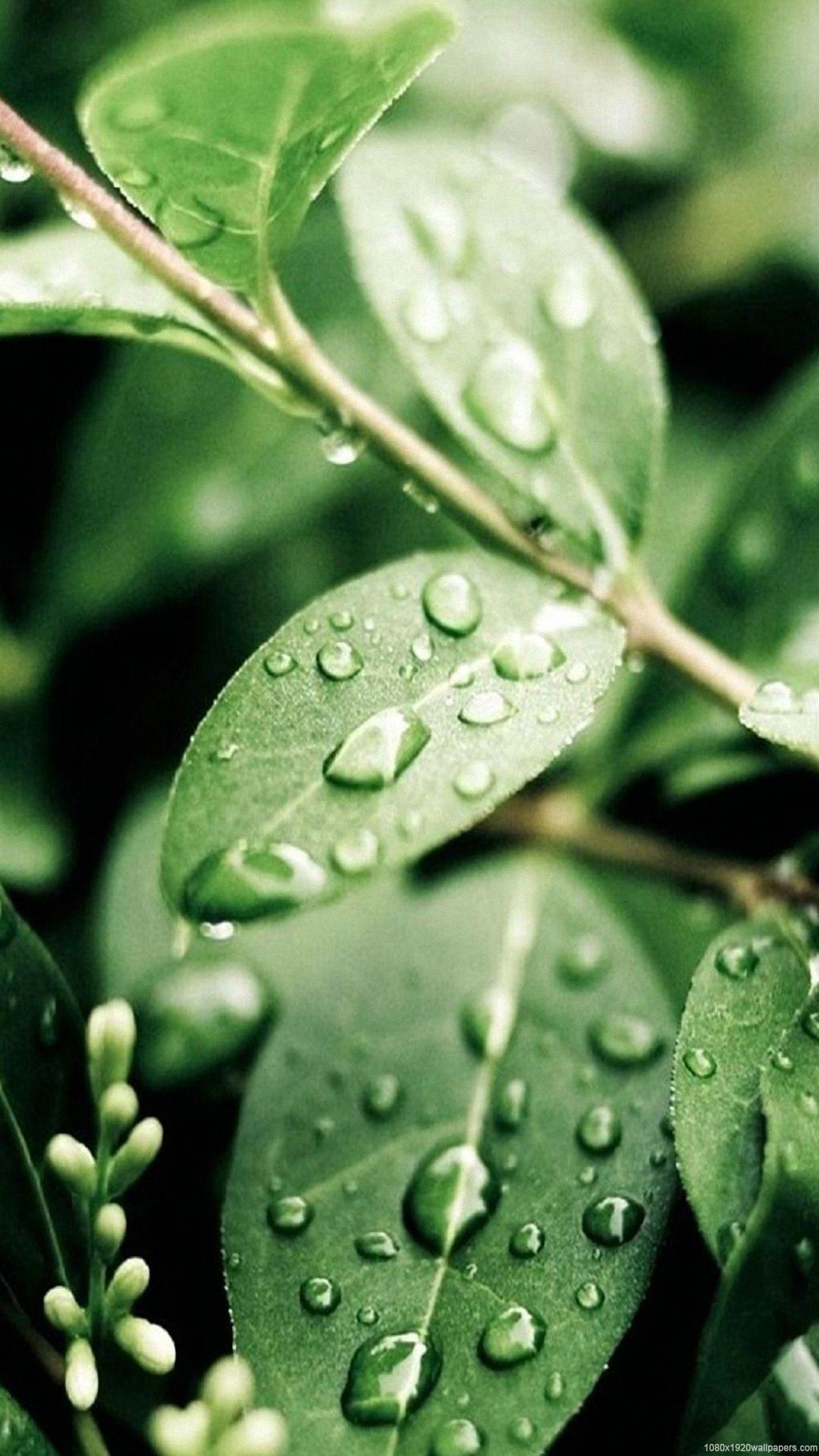 1080x1920 Leaves Water Green Macro Wallpaper HD