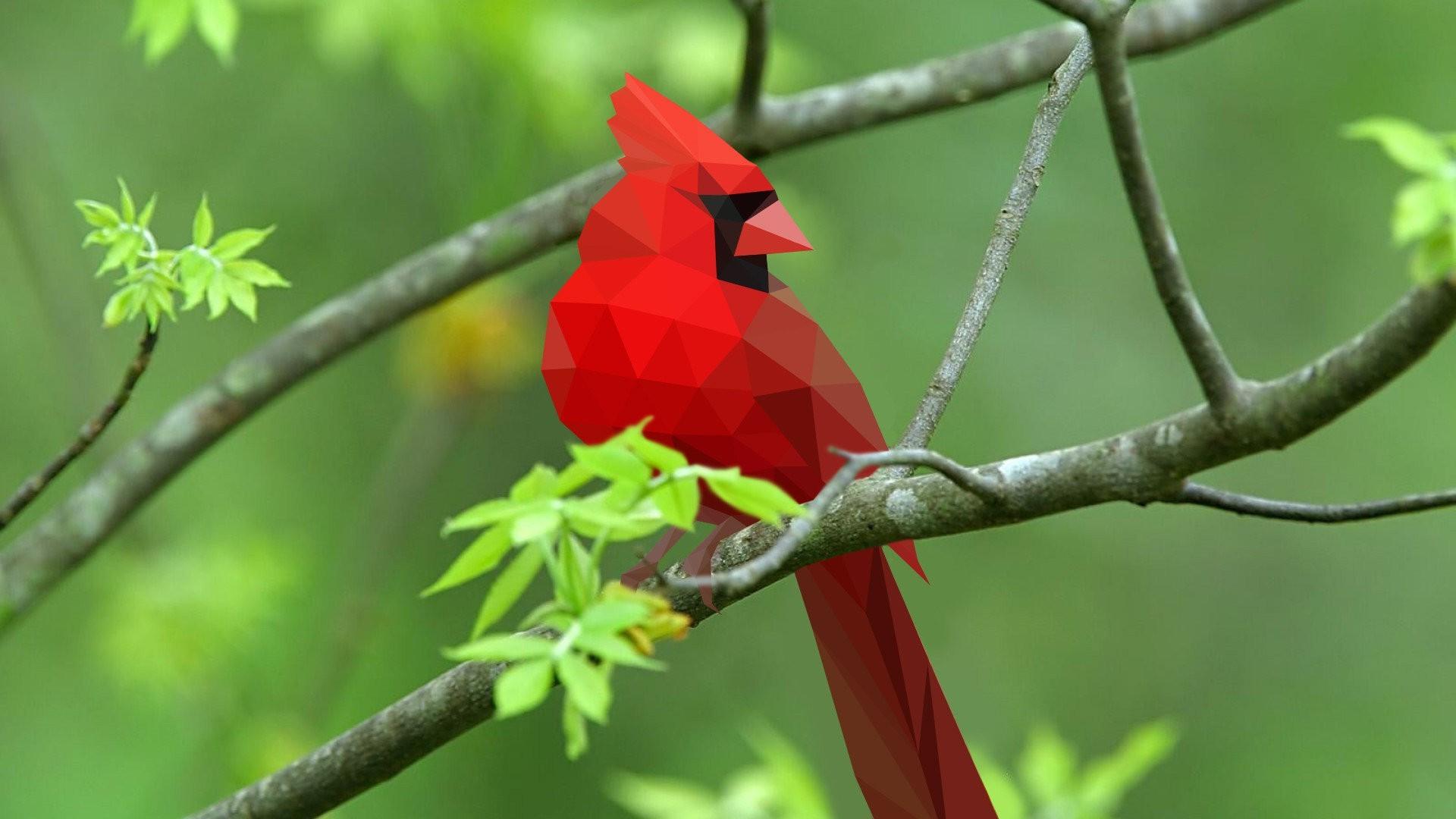 1920x1080 Cardinal Bird Wallpaper Desktop