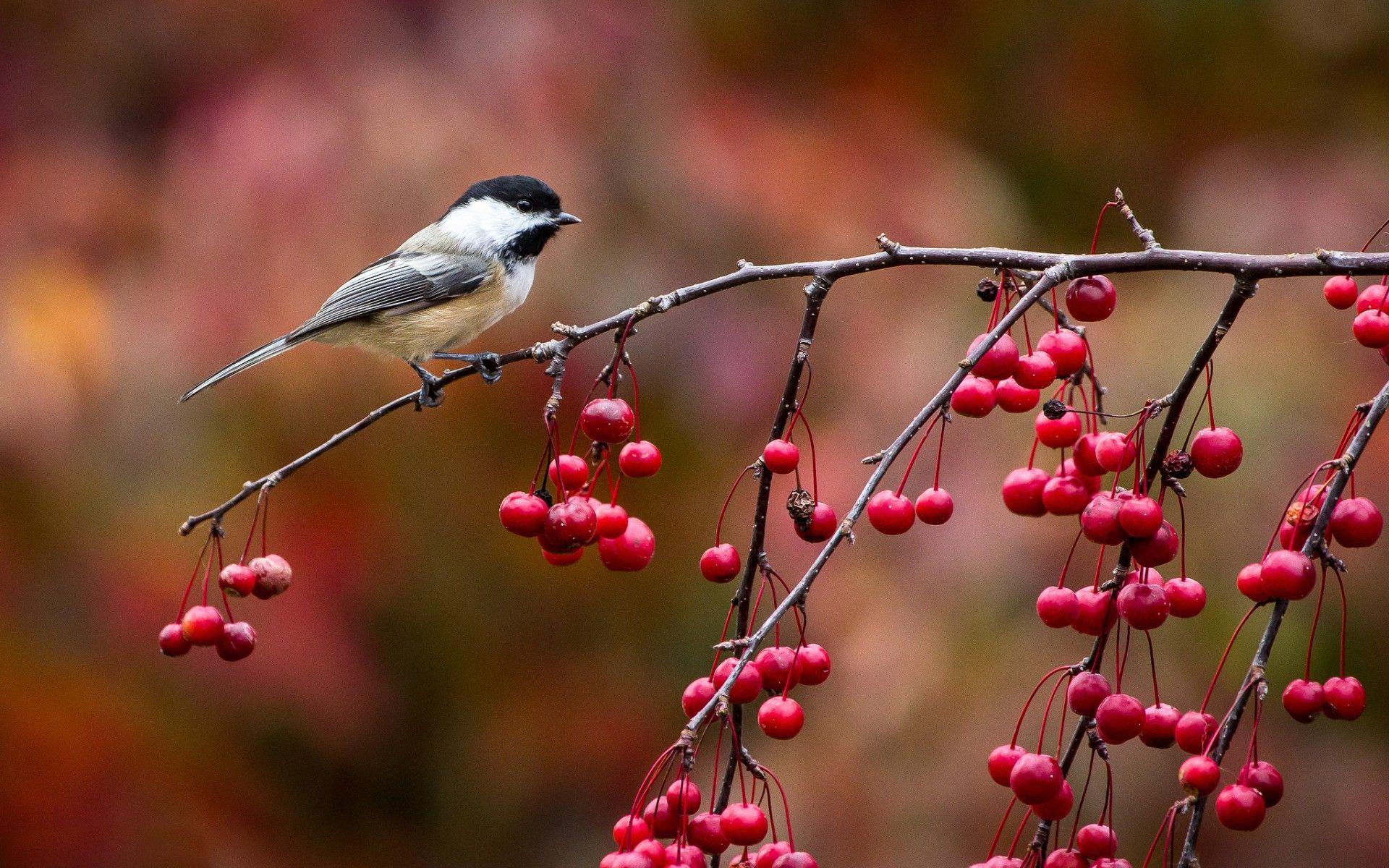 Chickadee Wallpapers - Top Free Chickadee Backgrounds - WallpaperAccess