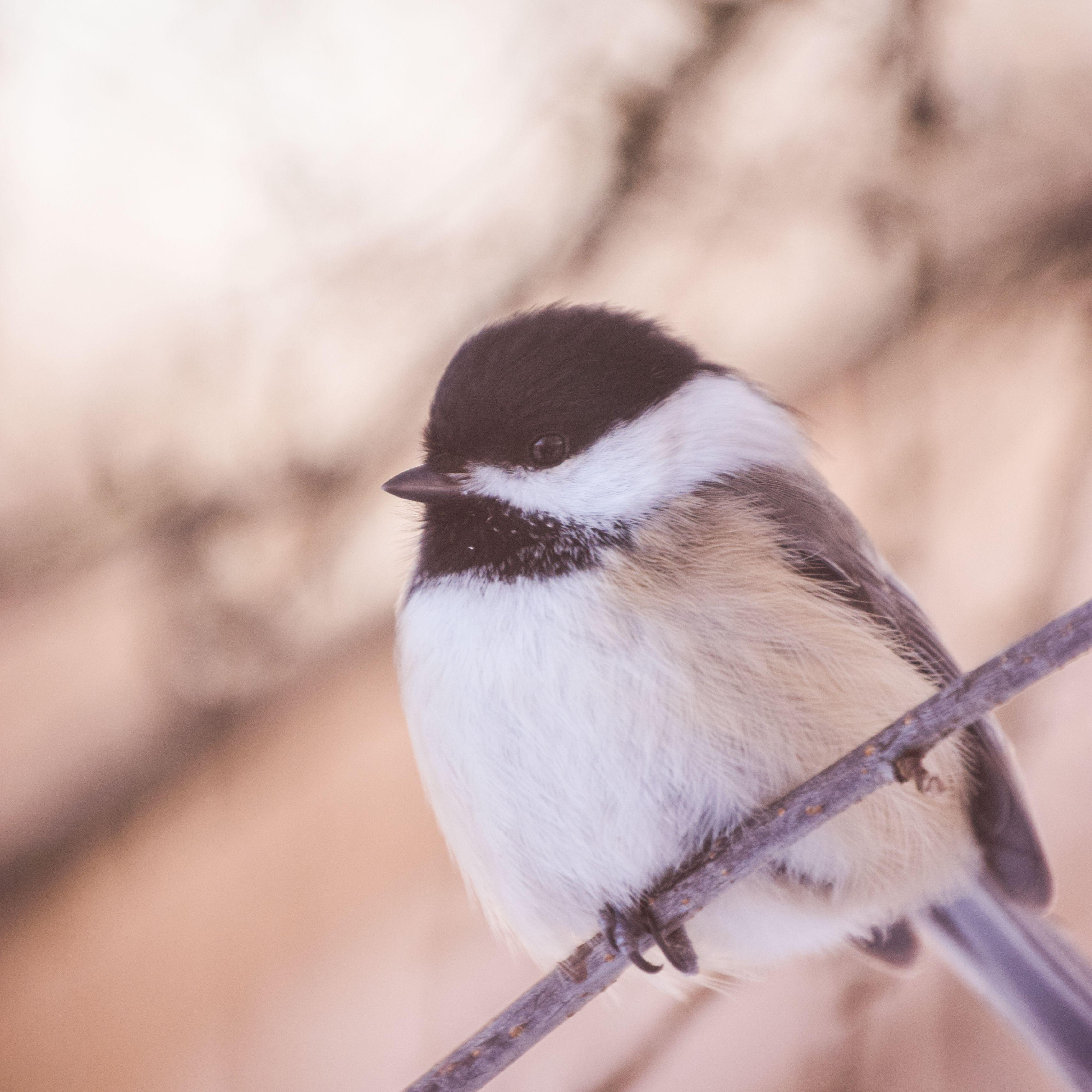 Chickadee Wallpapers - Top Free Chickadee Backgrounds - WallpaperAccess