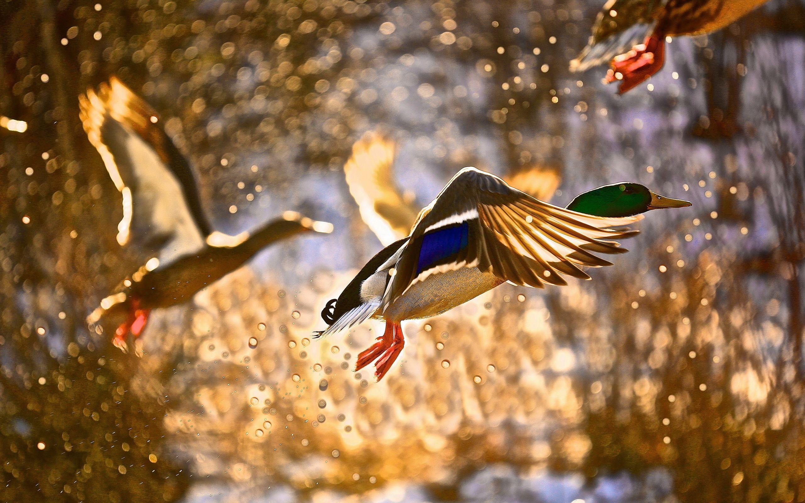 2560x1600 Spray bird duck flying ducks drops autumn wallpaperx1600