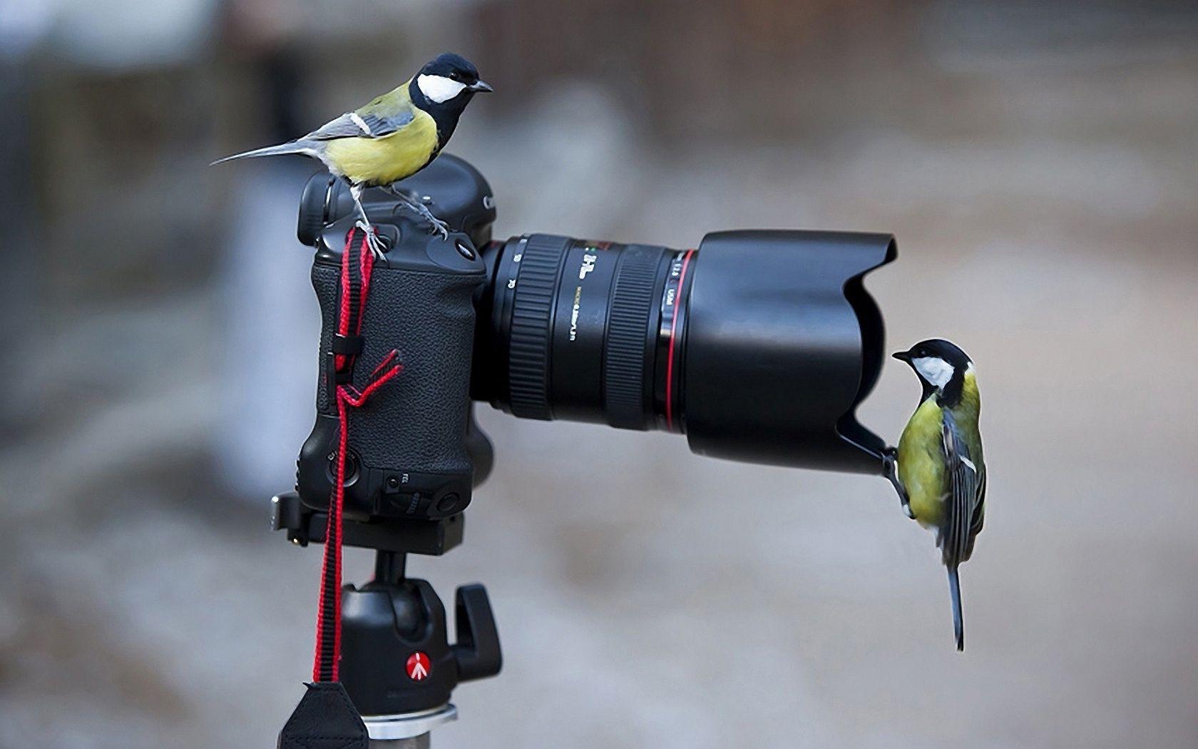 1680x1050 Camera Birds wallpaperx1050