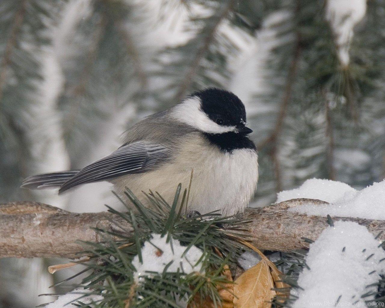 Chickadee Wallpapers - Top Free Chickadee Backgrounds - WallpaperAccess