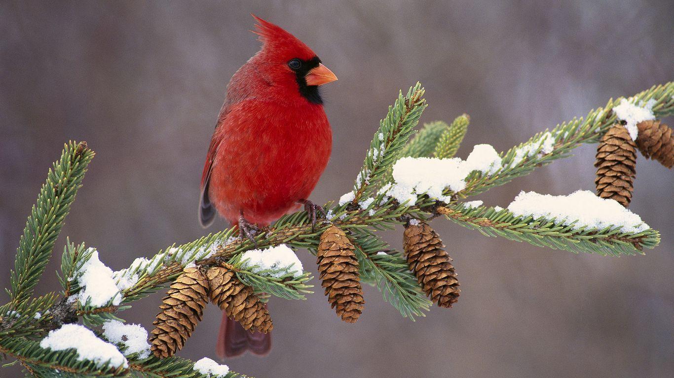 1366x768 Download wallpaper 1366x768 cardinal, bird, color, branch, snow tablet, laptop HD background