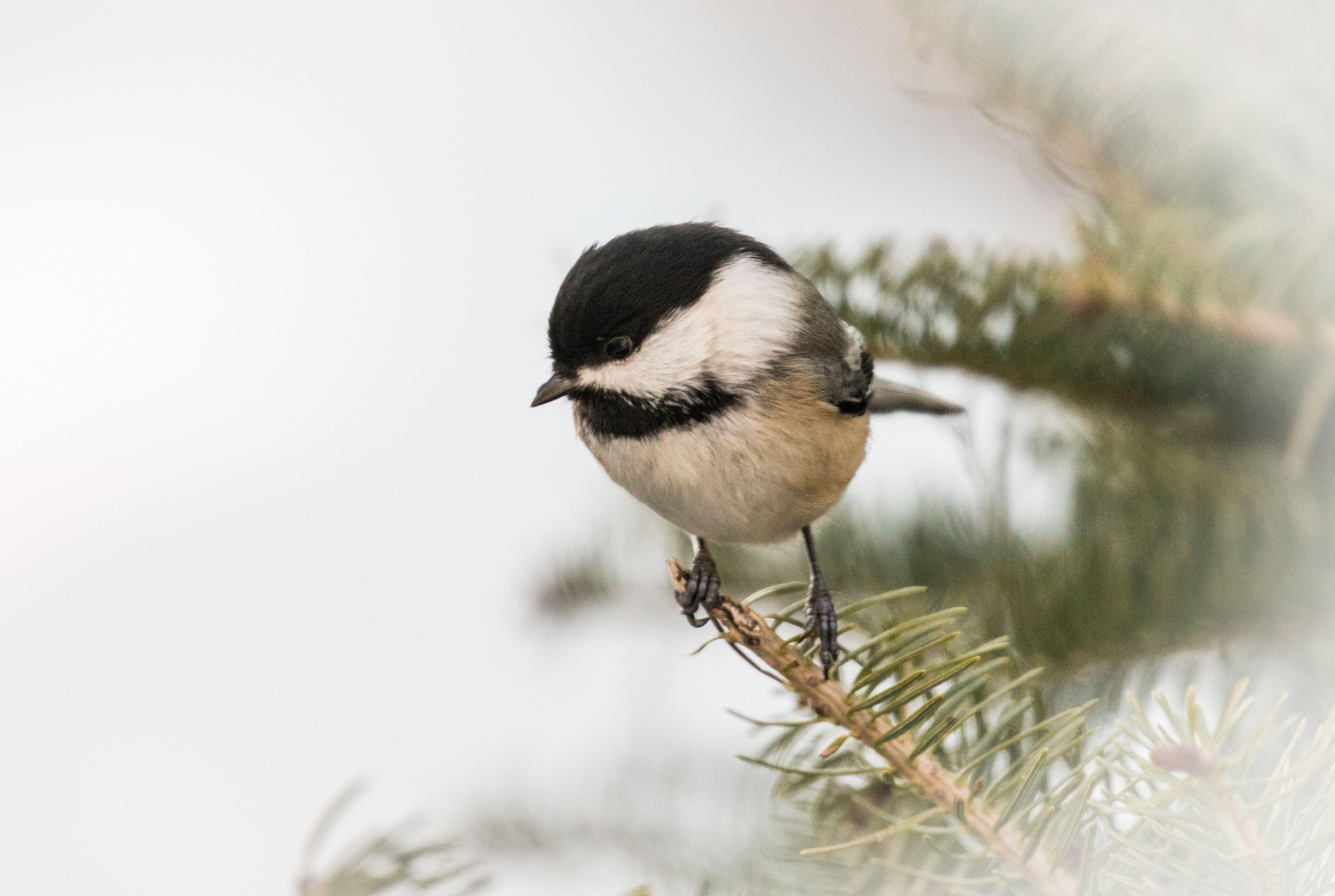 Chickadee Wallpapers - Top Free Chickadee Backgrounds - WallpaperAccess