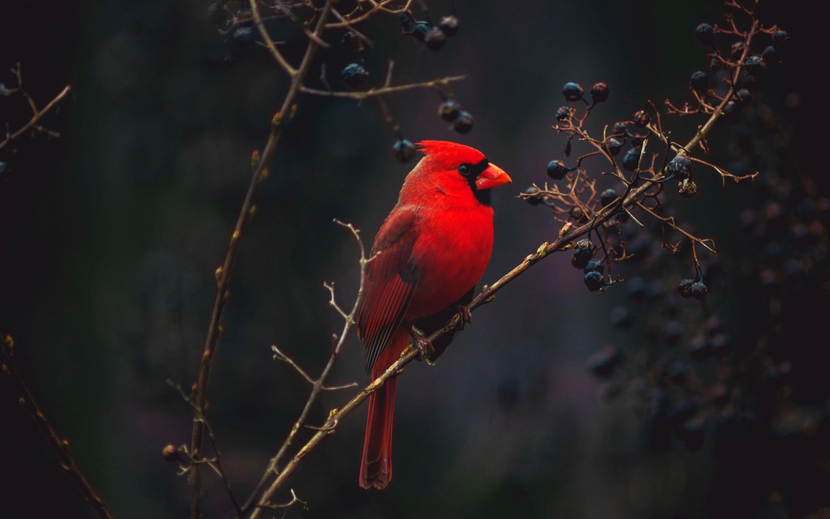 Cardinal Bird Wallpapers Top Free Cardinal Bird Backgrounds