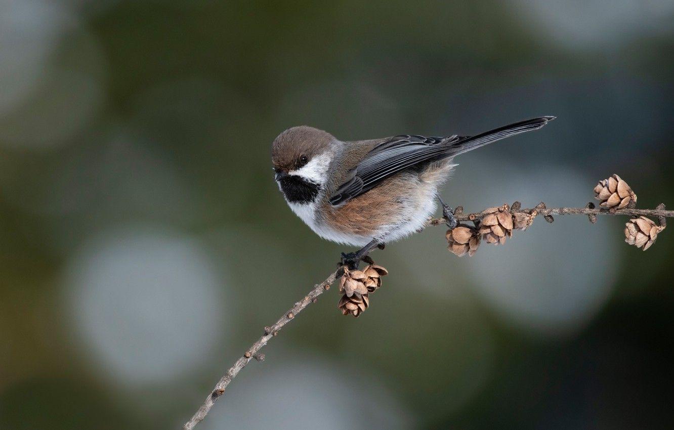 1332x850 Wallpaper background, bird, branch, bumps, bokeh, Chickadee brown, Korichnevaya atricapillus, Boreal Chickadee image for desktop, section животные