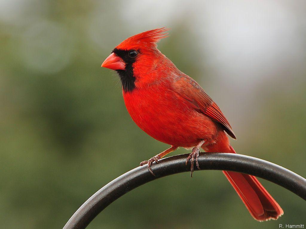 1024x768 Wallpaper Male Cardinal Birds Desktop Birds Male Cardinal Cardinals HD Wallpaper
