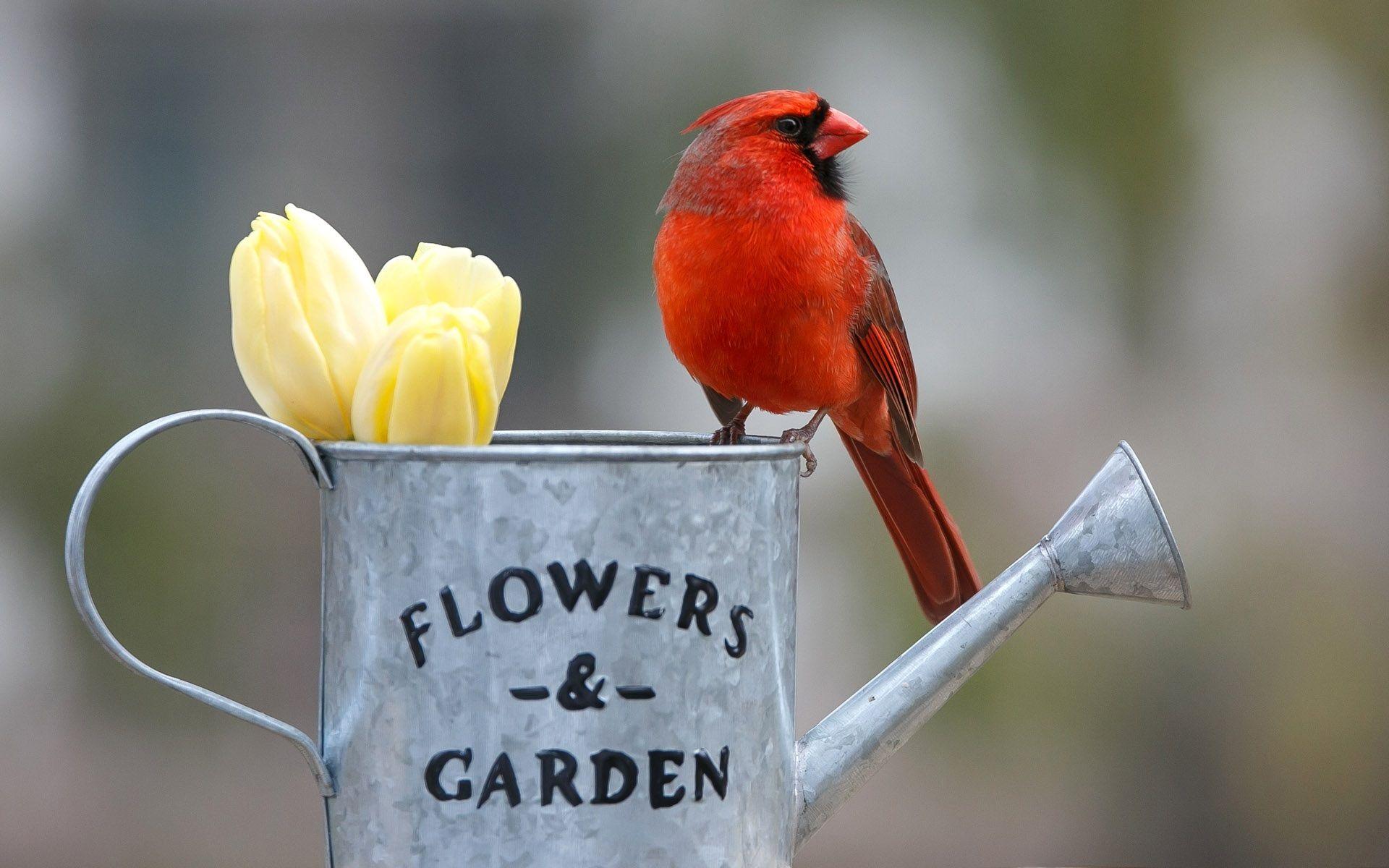 1920x1200 Wallpaper Red cardinal bird, kettle, yellow tulips 1920x1200 HD Picture, Image