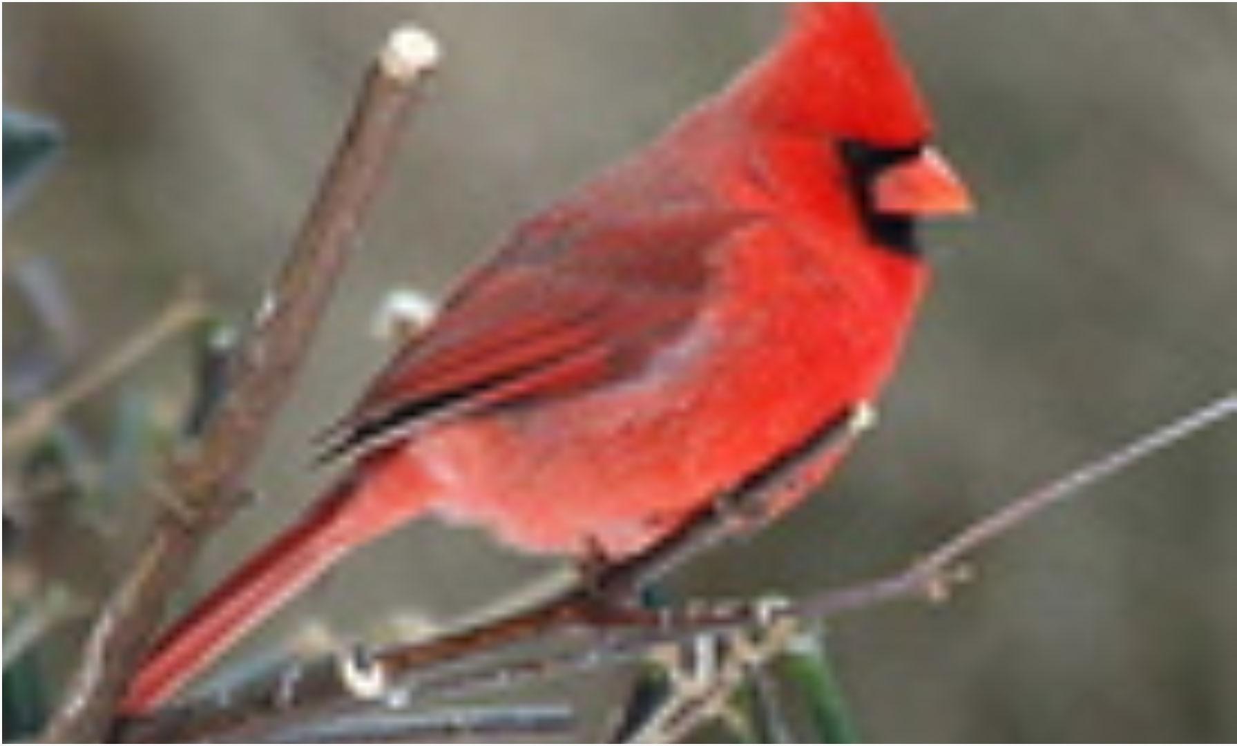1791x1080 Free Cardinal Bird Wallpaper for Android