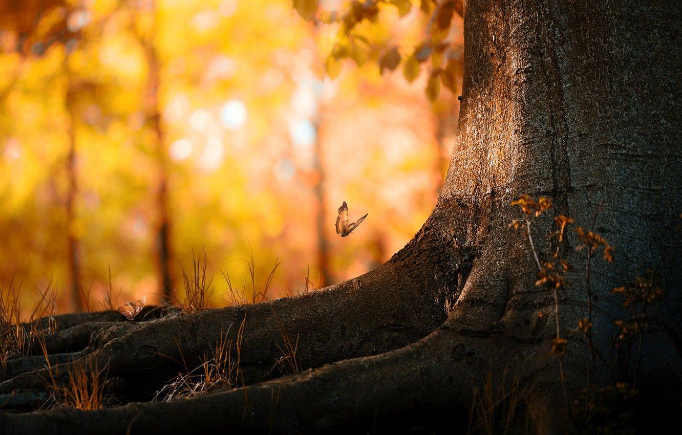 Autumn Butterflies Wallpapers - Top Free Autumn Butterflies Backgrounds