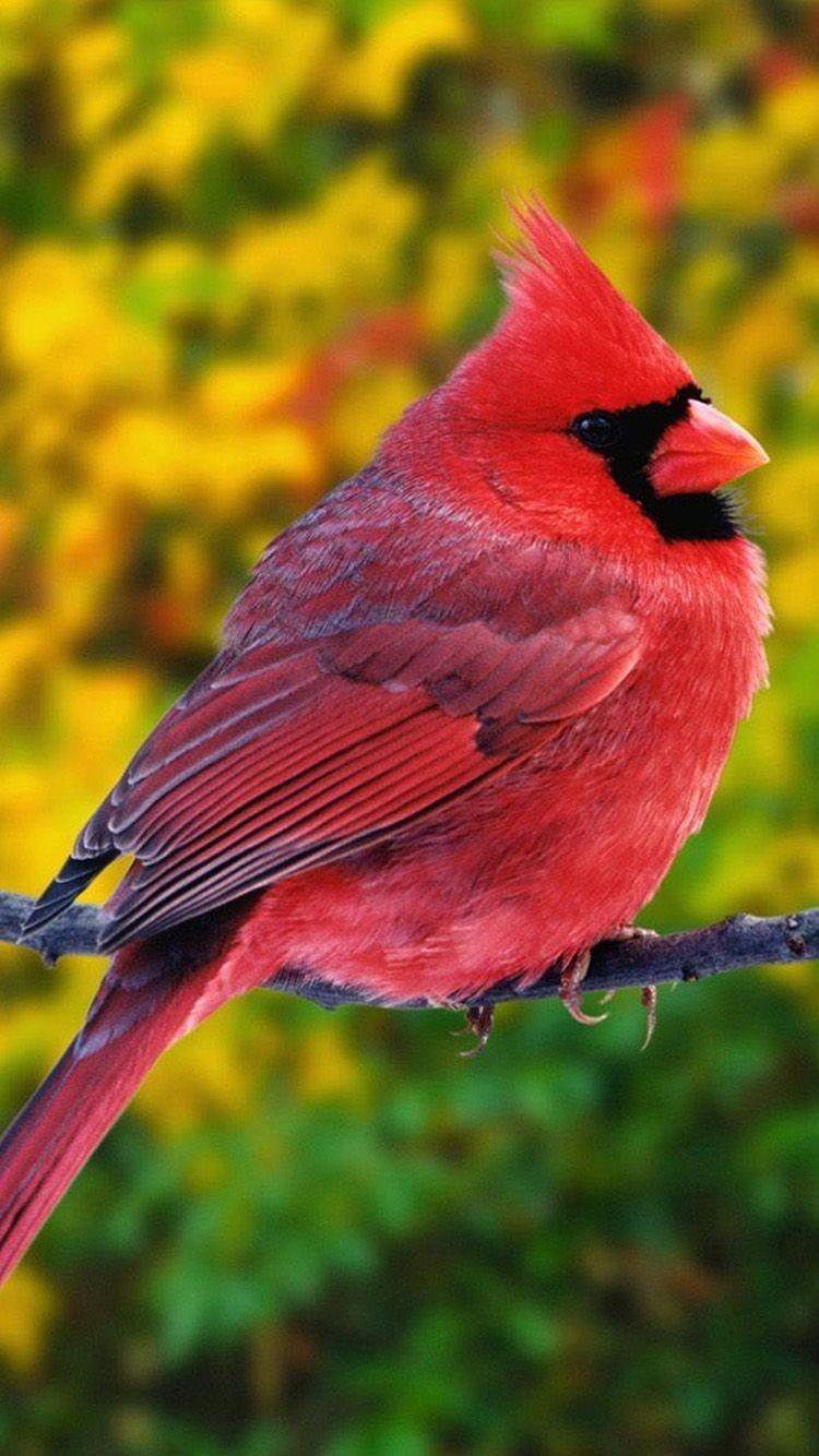 Red Bird Wallpapers - Top Free Red Bird Backgrounds - WallpaperAccess