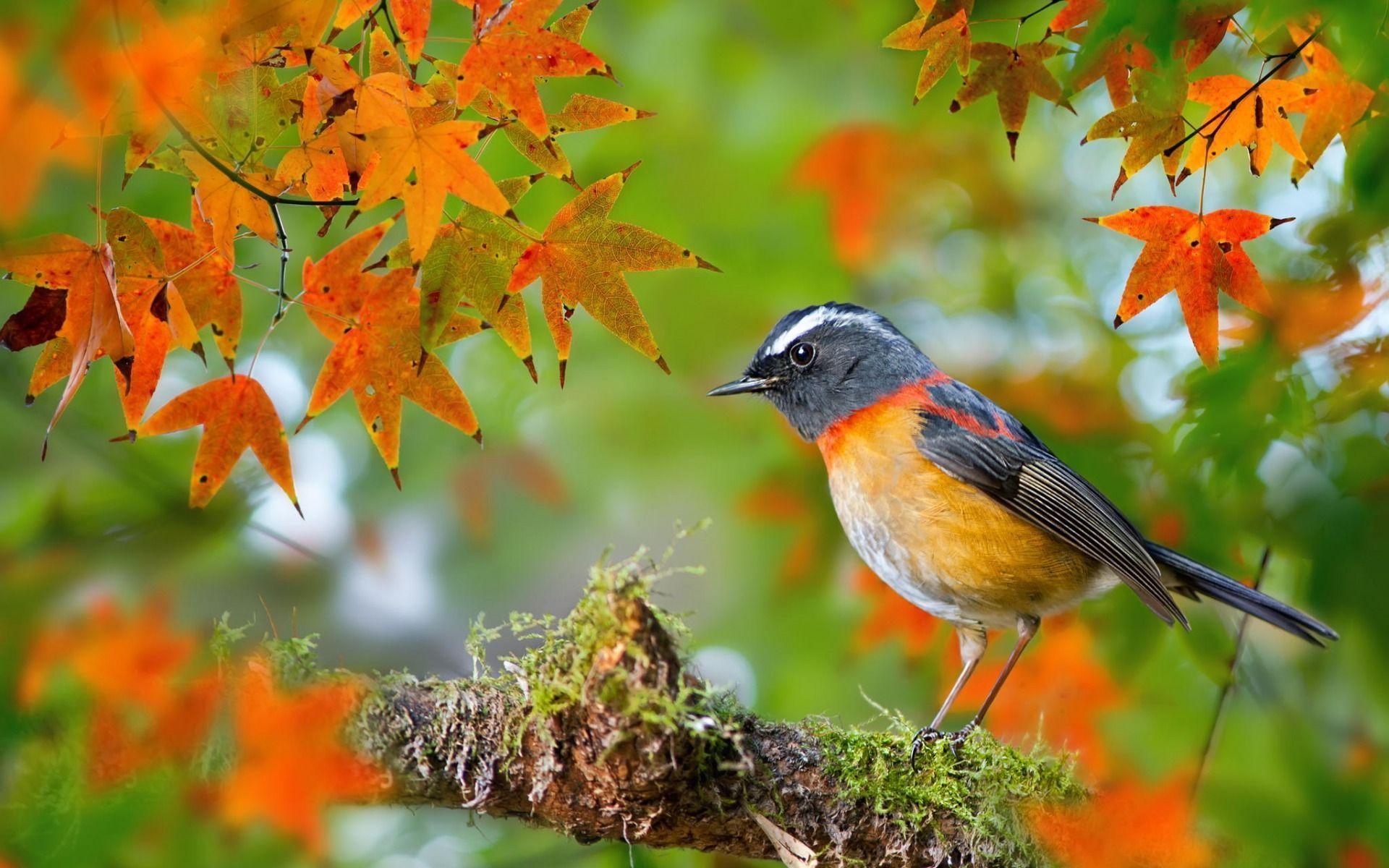 Fall Birds Wallpapers - Top Free Fall Birds Backgrounds - WallpaperAccess