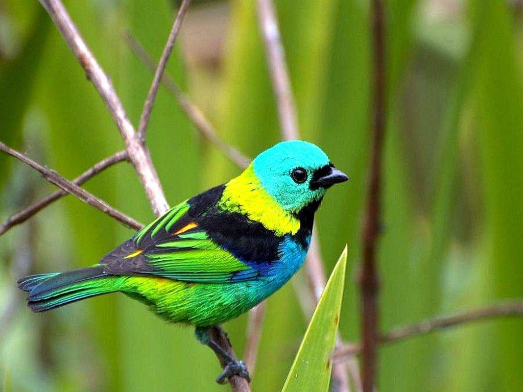 1024x768 Free download birds wallpaper beautiful .