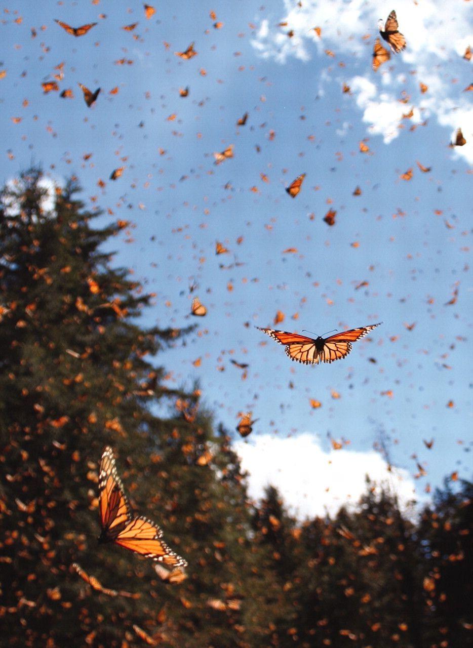 Fall Butterfly Wallpapers - Top Free ...
