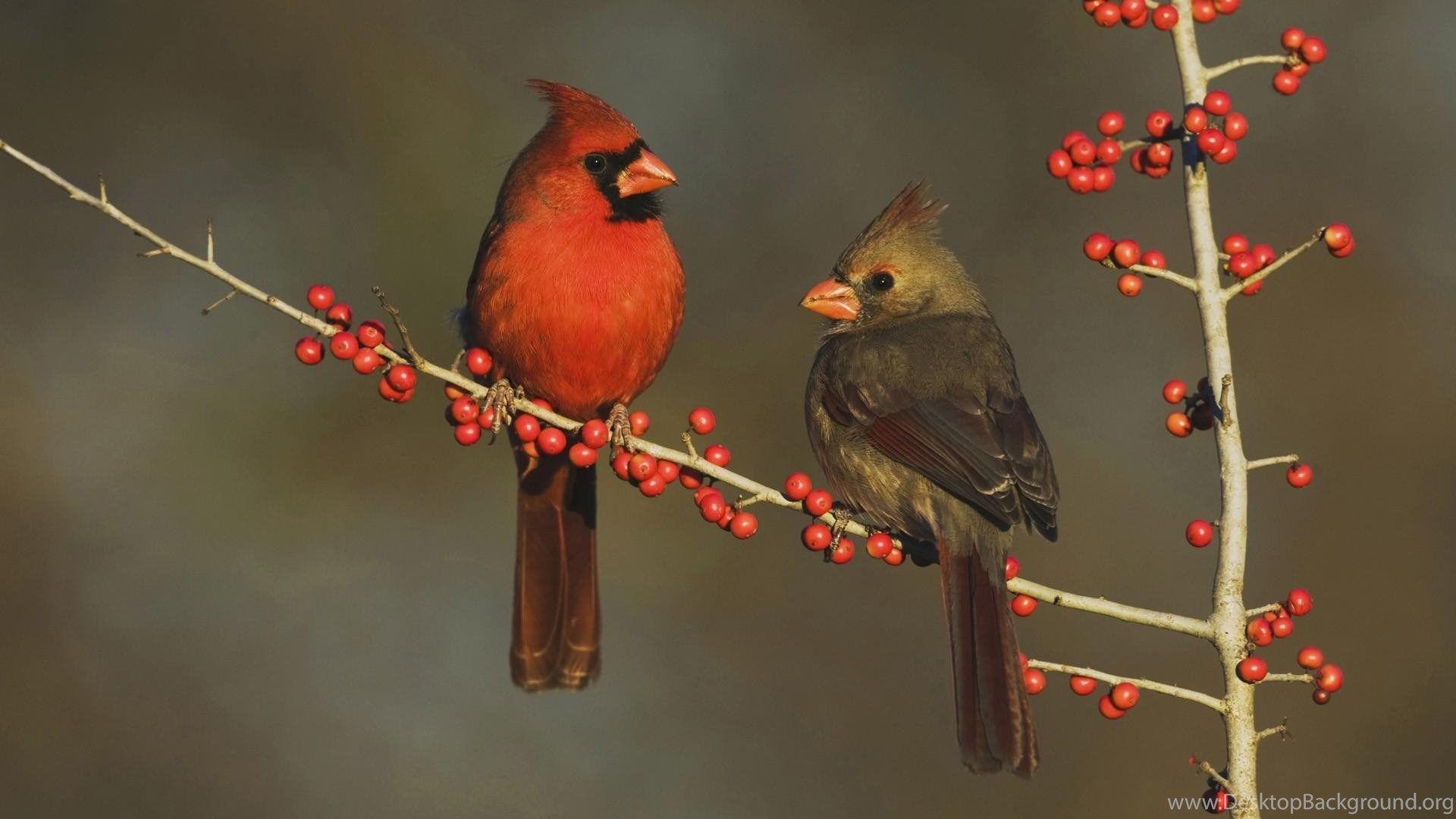 1920x1080 Winter Cardinal Bird Desktop Background Wallpaper 3842 HD. Desktop Background