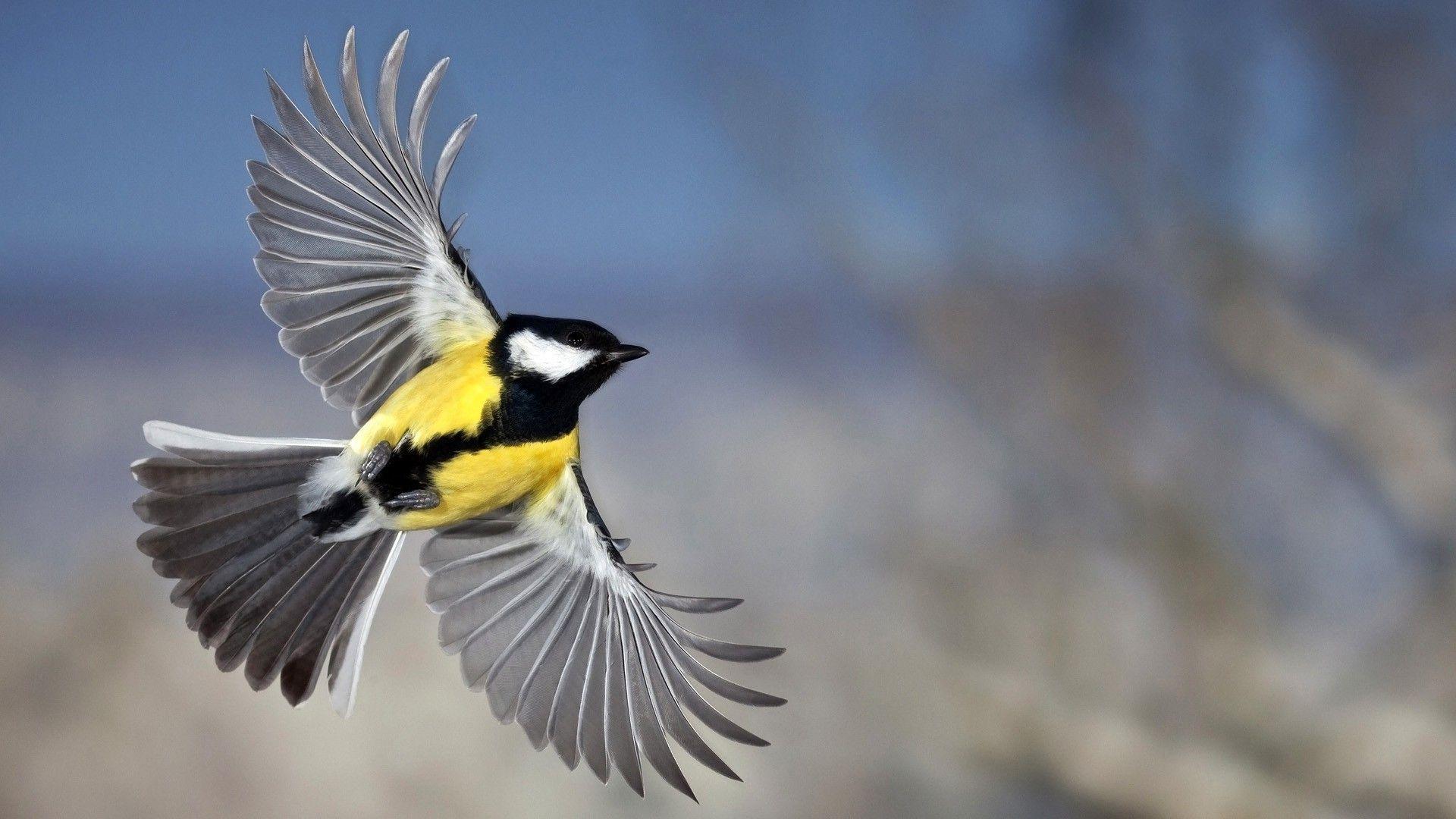 1920x1080 Birds Background free download