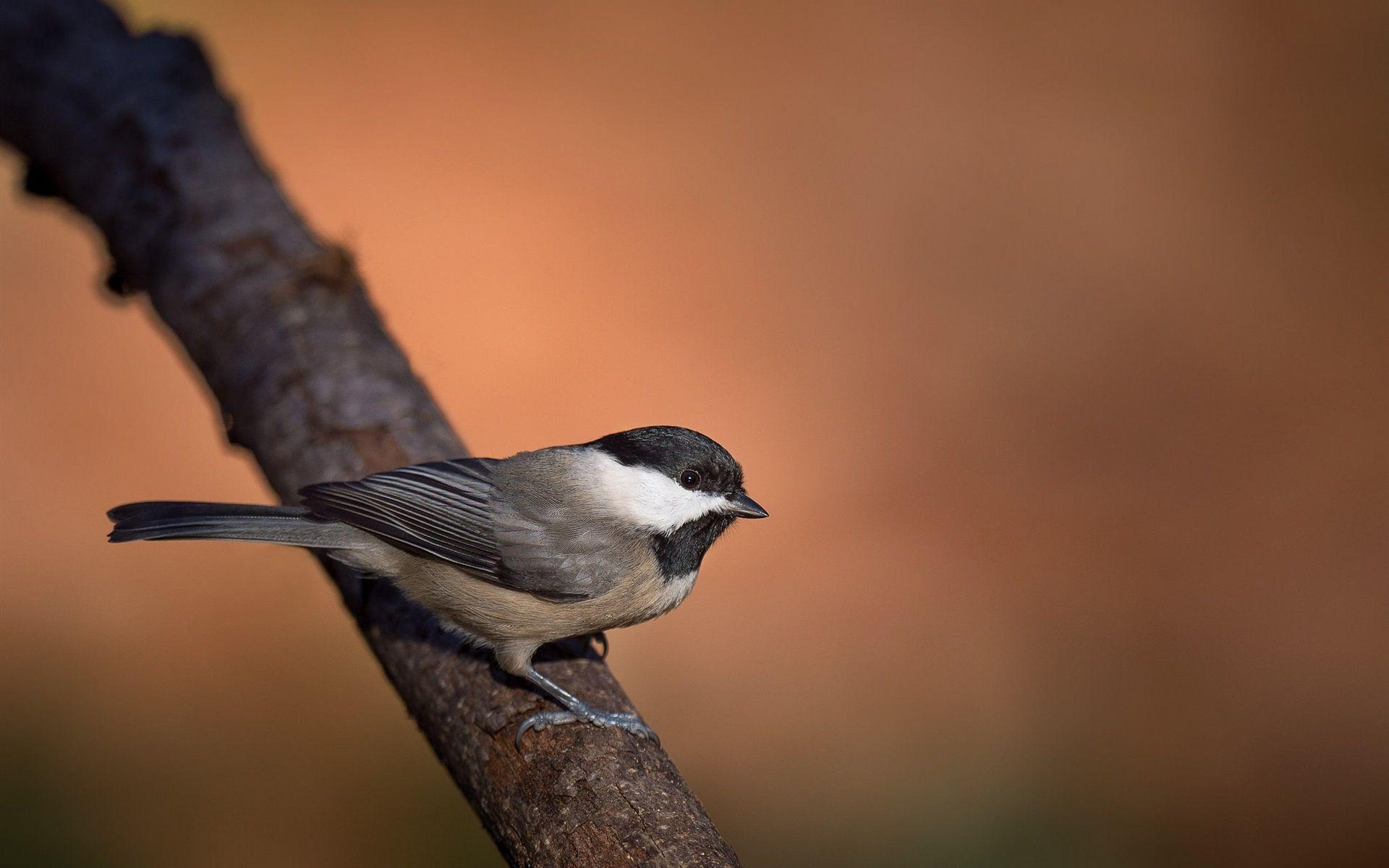 Chickadee Wallpapers - Top Free Chickadee Backgrounds - WallpaperAccess