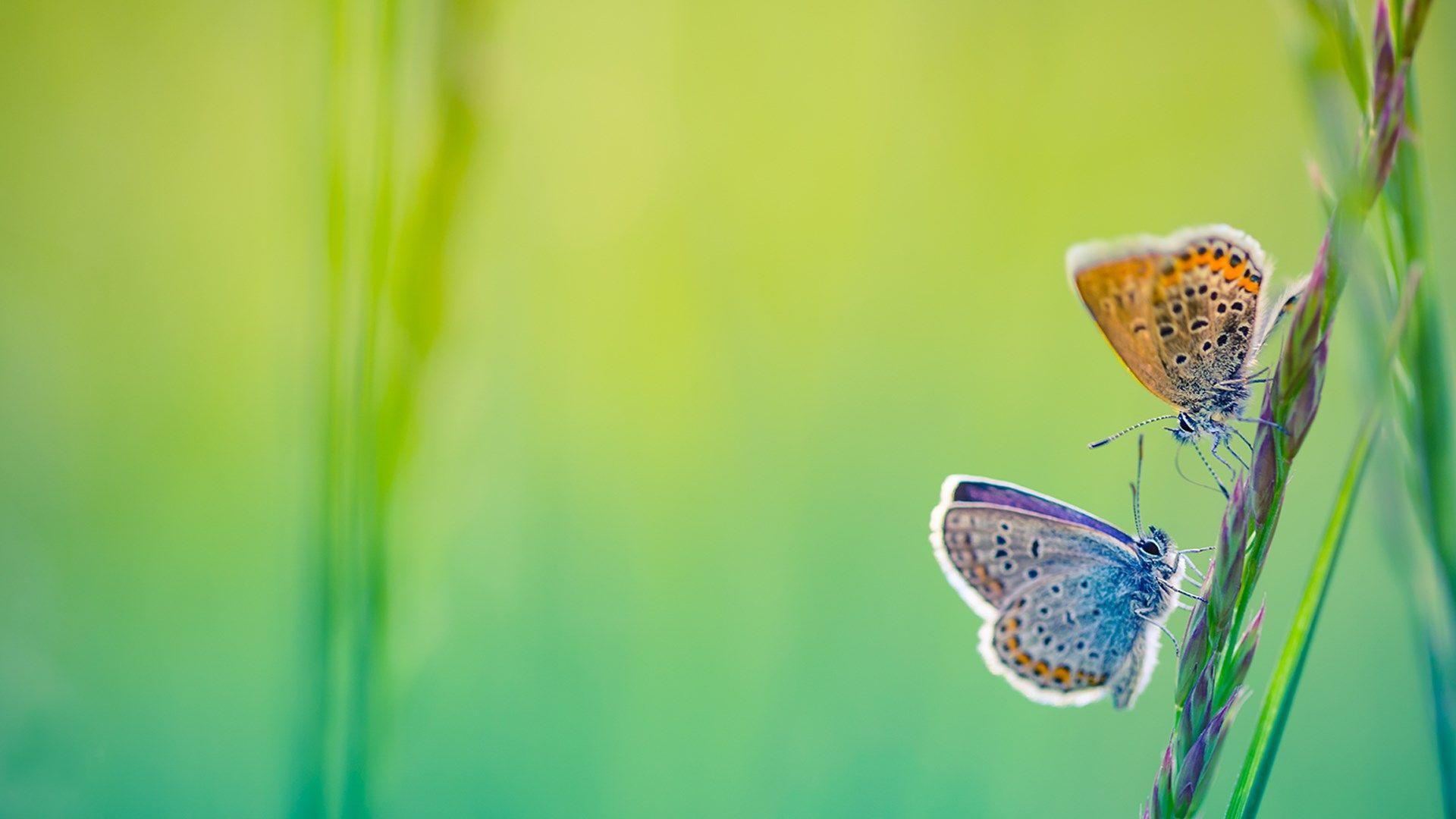 Autumn Butterflies Wallpapers - Top Free Autumn Butterflies Backgrounds