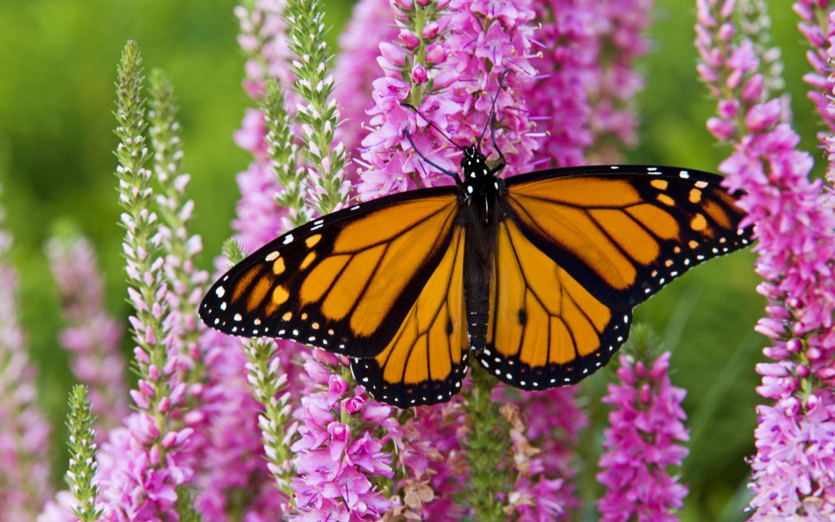 2880x1800 Monarch Butterfly Eastern North American Population Of Monarch Is Famous For Its Annual South Late Summer Autumn Migration From The United States And Southern Canada To Mexico :