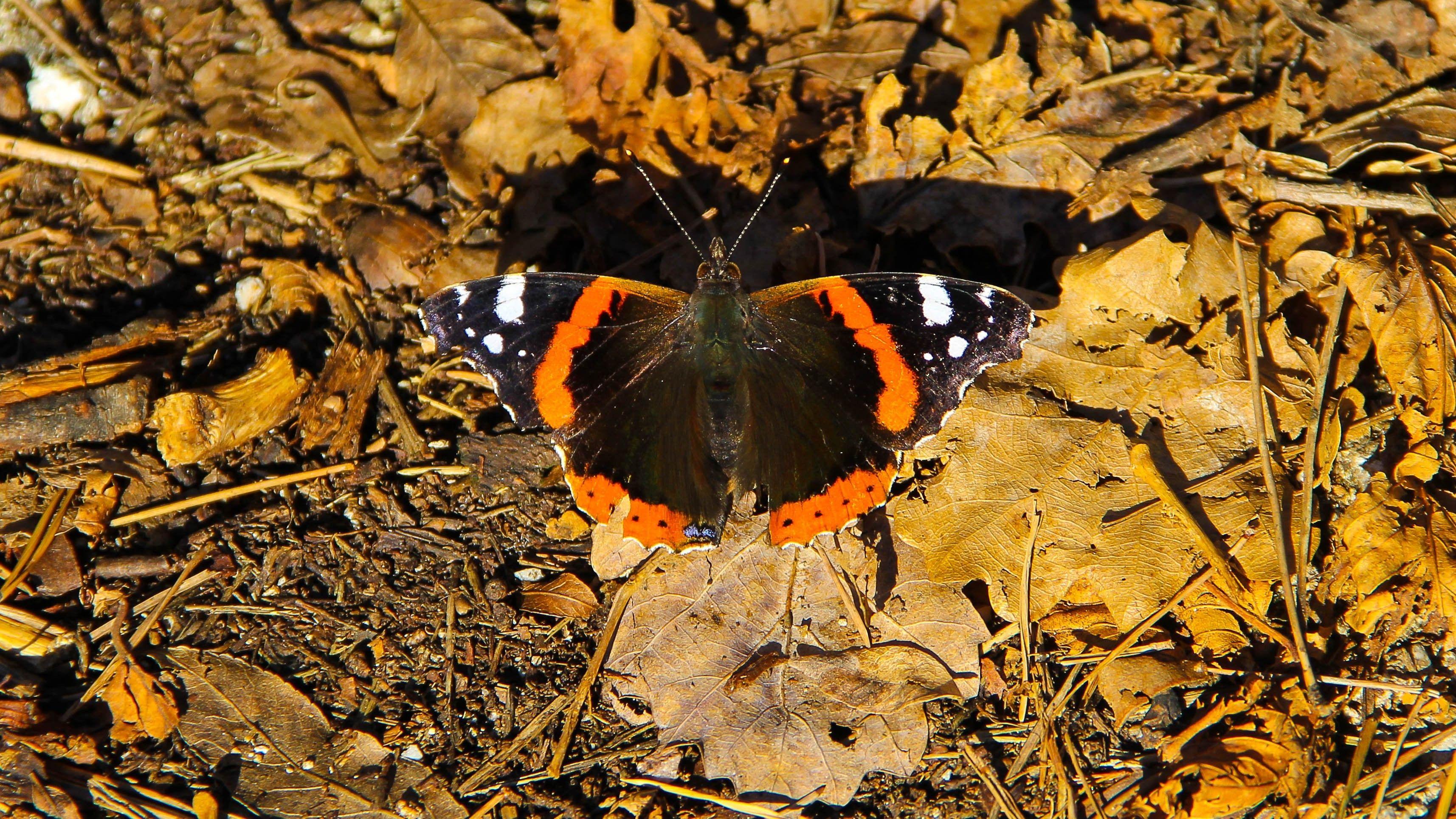 Autumn Butterflies Wallpapers - Top Free Autumn Butterflies Backgrounds