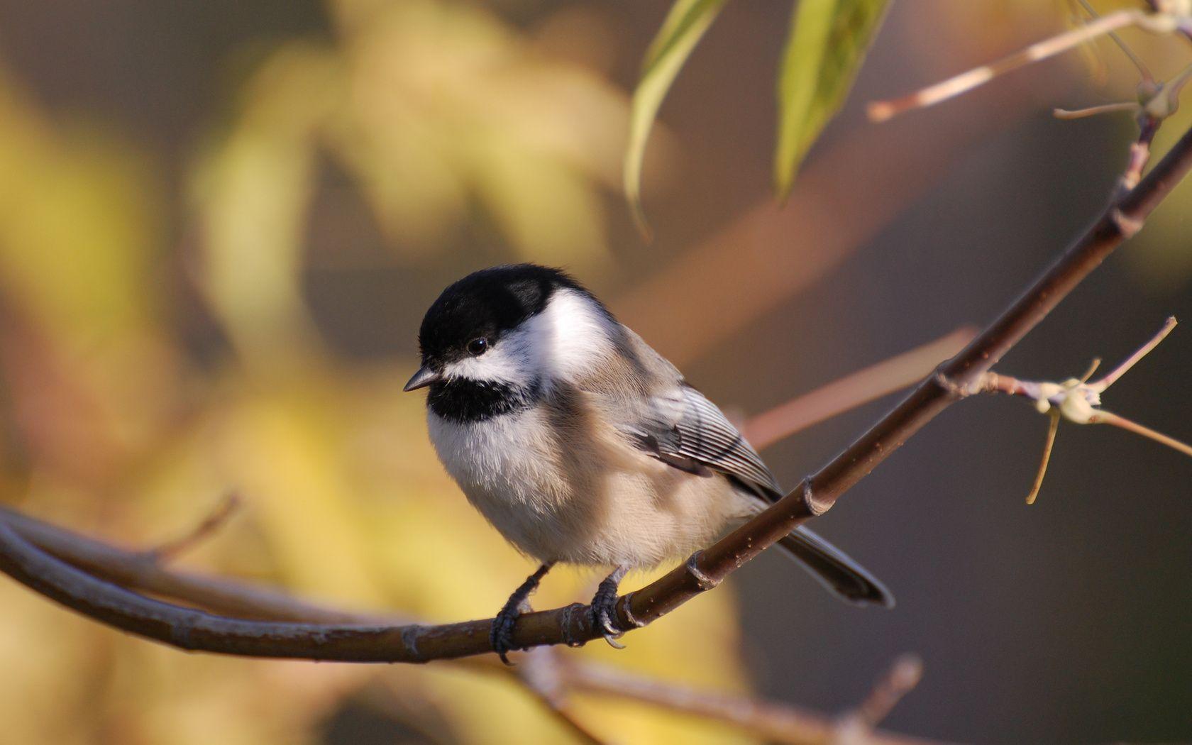 Chickadee Wallpapers - Top Free Chickadee Backgrounds - WallpaperAccess