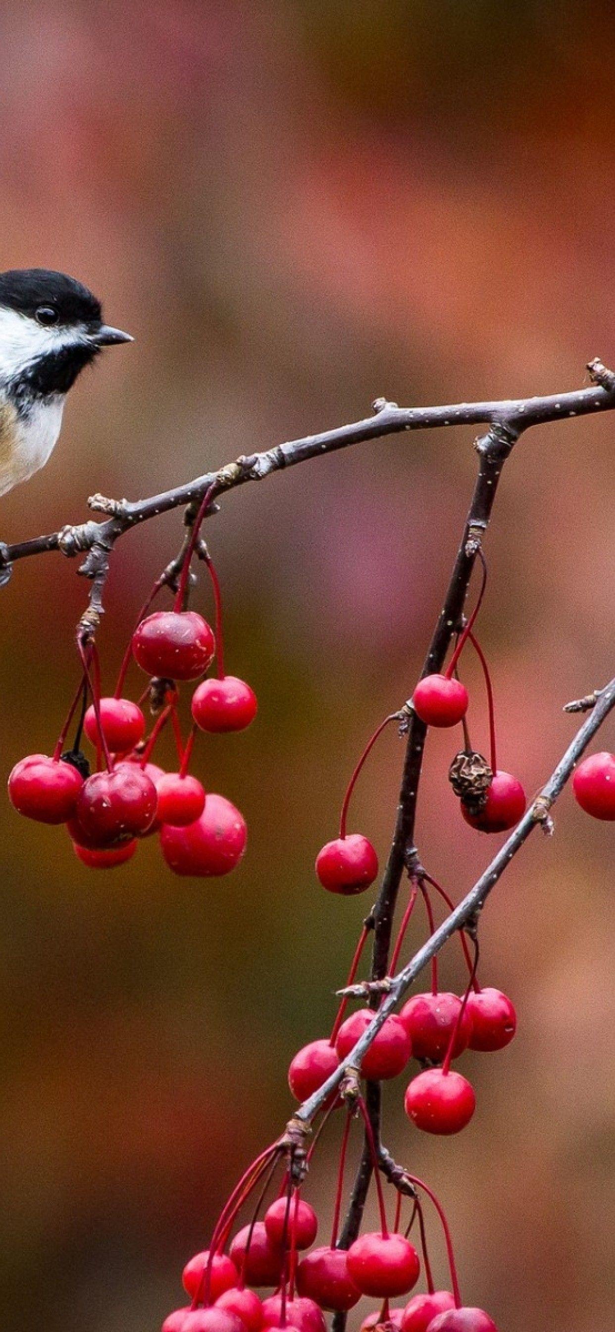 Chickadee Wallpapers - Top Free Chickadee Backgrounds - WallpaperAccess