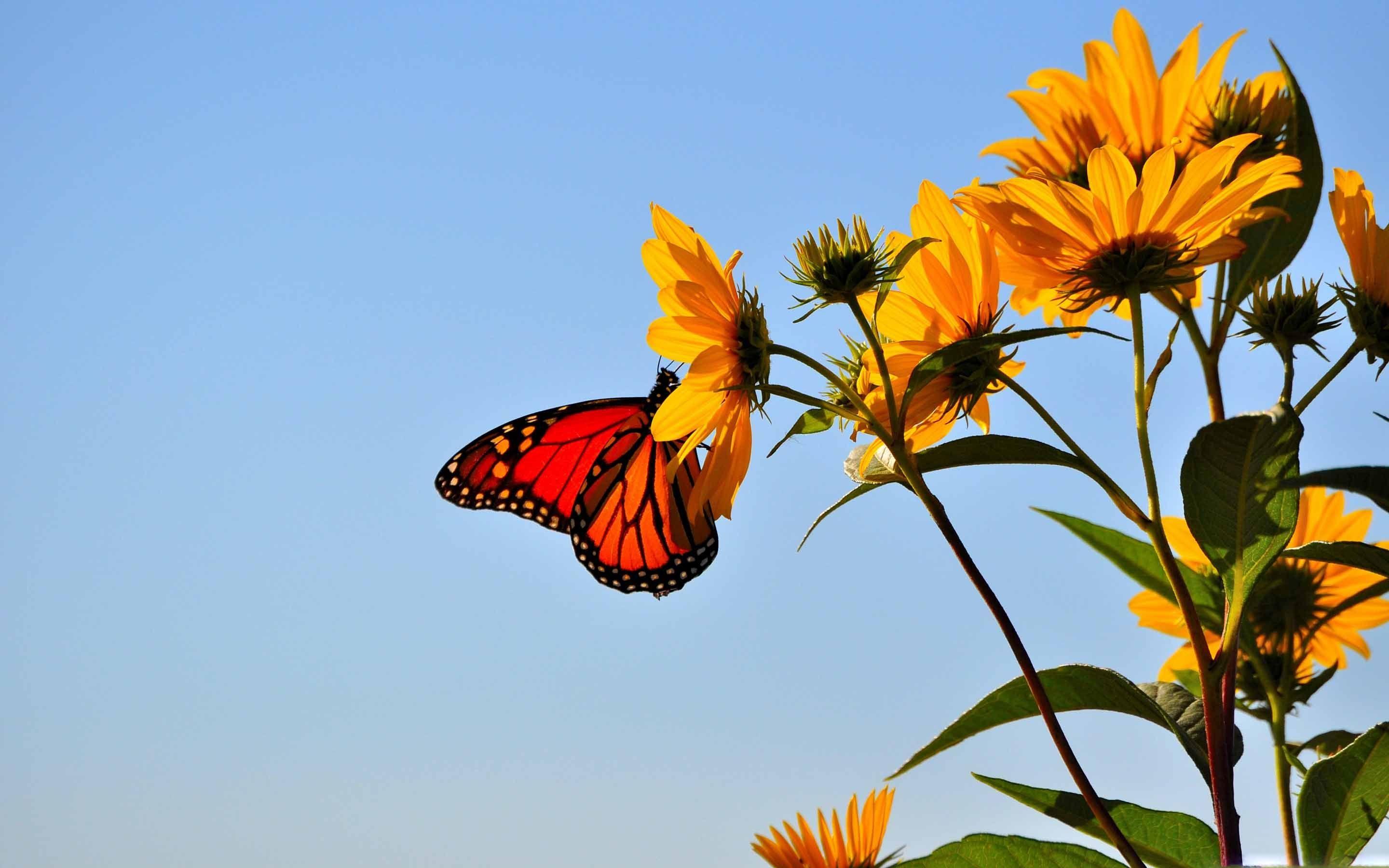 Autumn Butterflies Wallpapers - Top Free Autumn Butterflies Backgrounds