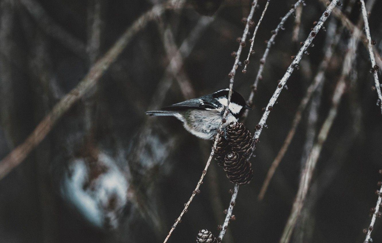 Chickadee Wallpapers - Top Free Chickadee Backgrounds - WallpaperAccess