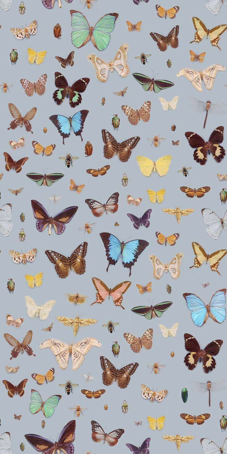 736x1468 butterflies and bugs...for the imagination #wallpaper #phonewallpaper #iphon. Butterfly wallpaper iphone, Butterfly wallpaper, iPhone background wallpaper