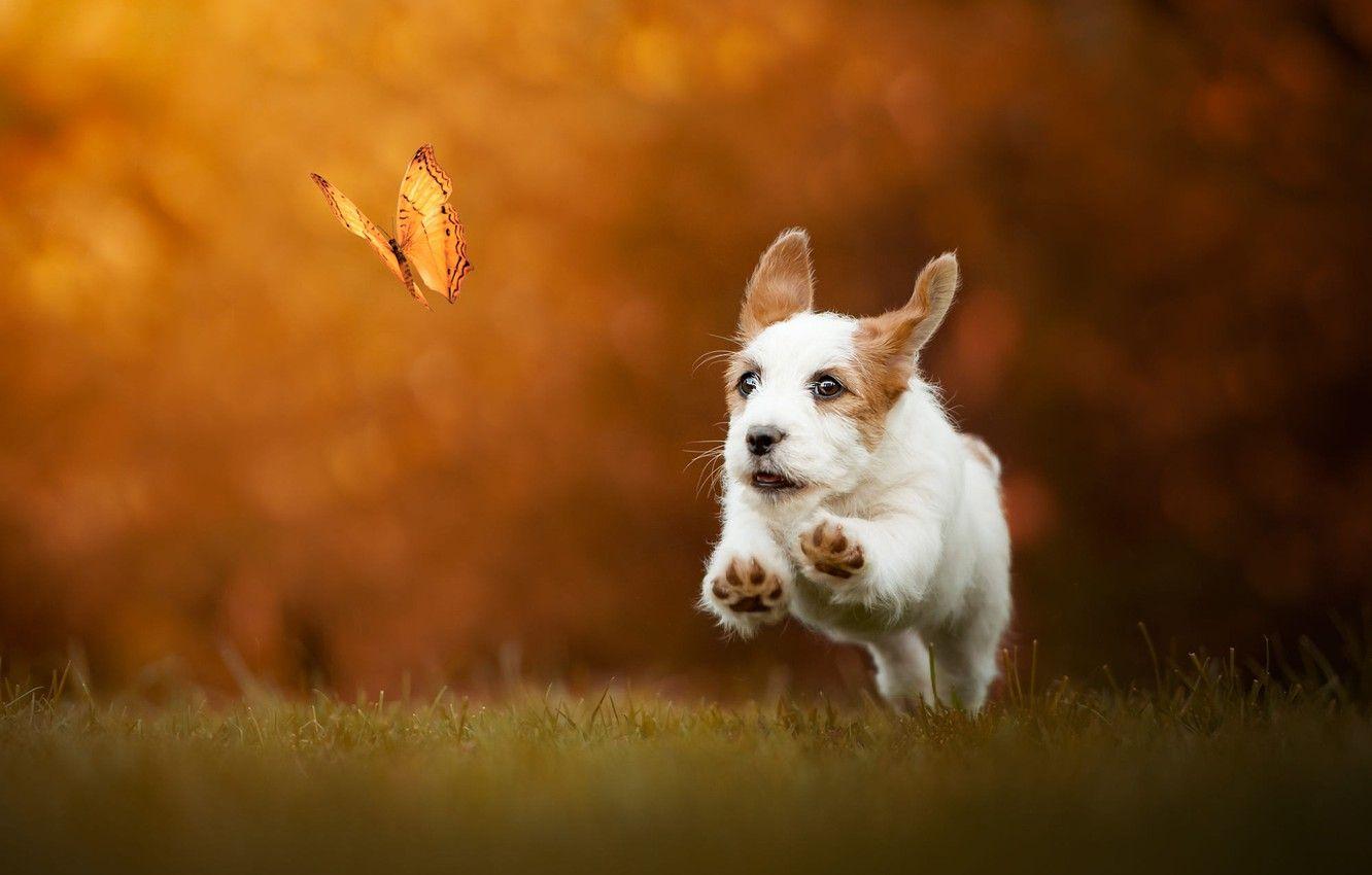 1332x850 Wallpaper autumn, grass, look, face, flight, joy, orange, nature, pose, background, jump, butterfly, glade, dog, positive, paws image for desktop, section собаки