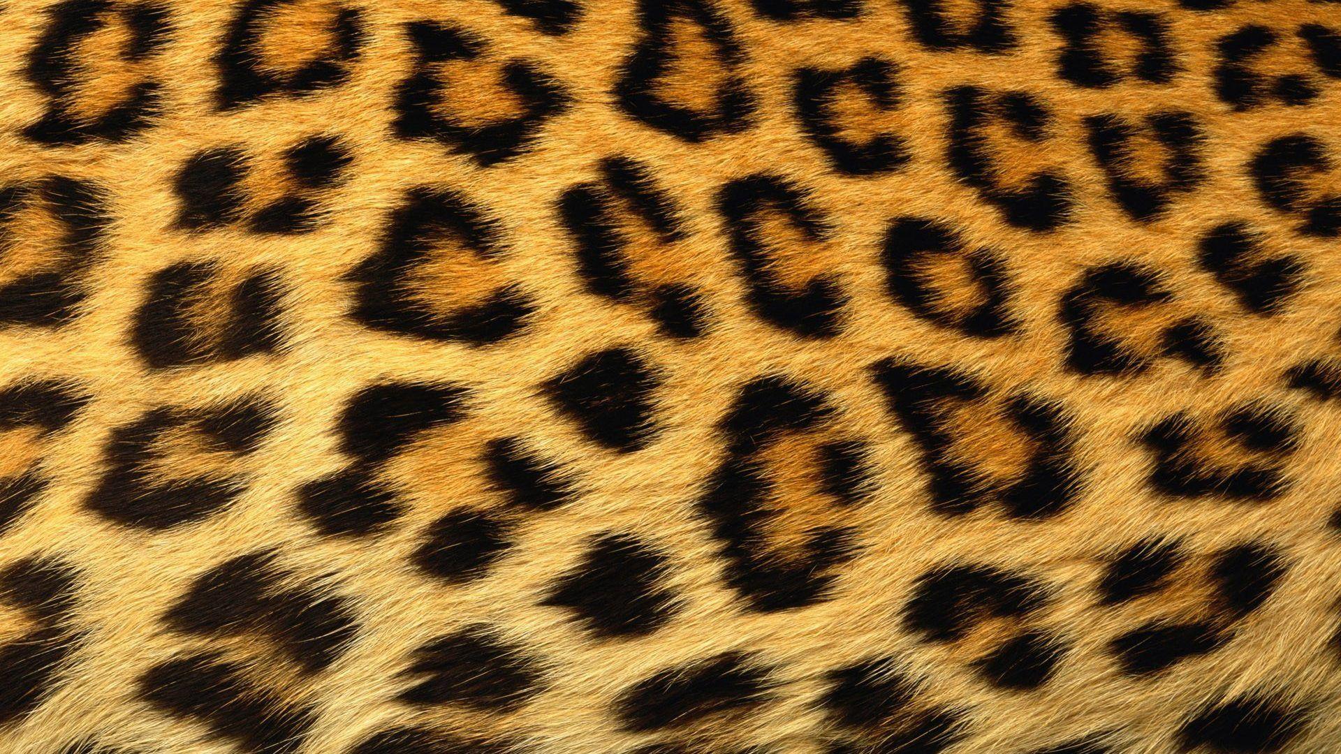 1920x1080 Skin Tag wallpaper: Abstract Print Leopard Skin HD Wallpaper