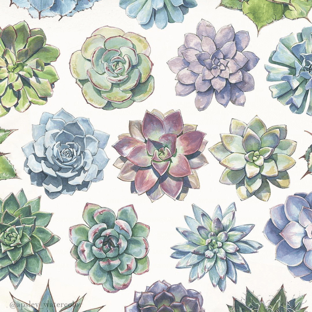 Watercolor Succulent Wallpapers Top Free Watercolor Succulent Backgrounds Wallpaperaccess Desktop, tablet, iphone 8, iphone 8 plus, iphone x, sasmsung galaxy, etc. watercolor succulent wallpapers top