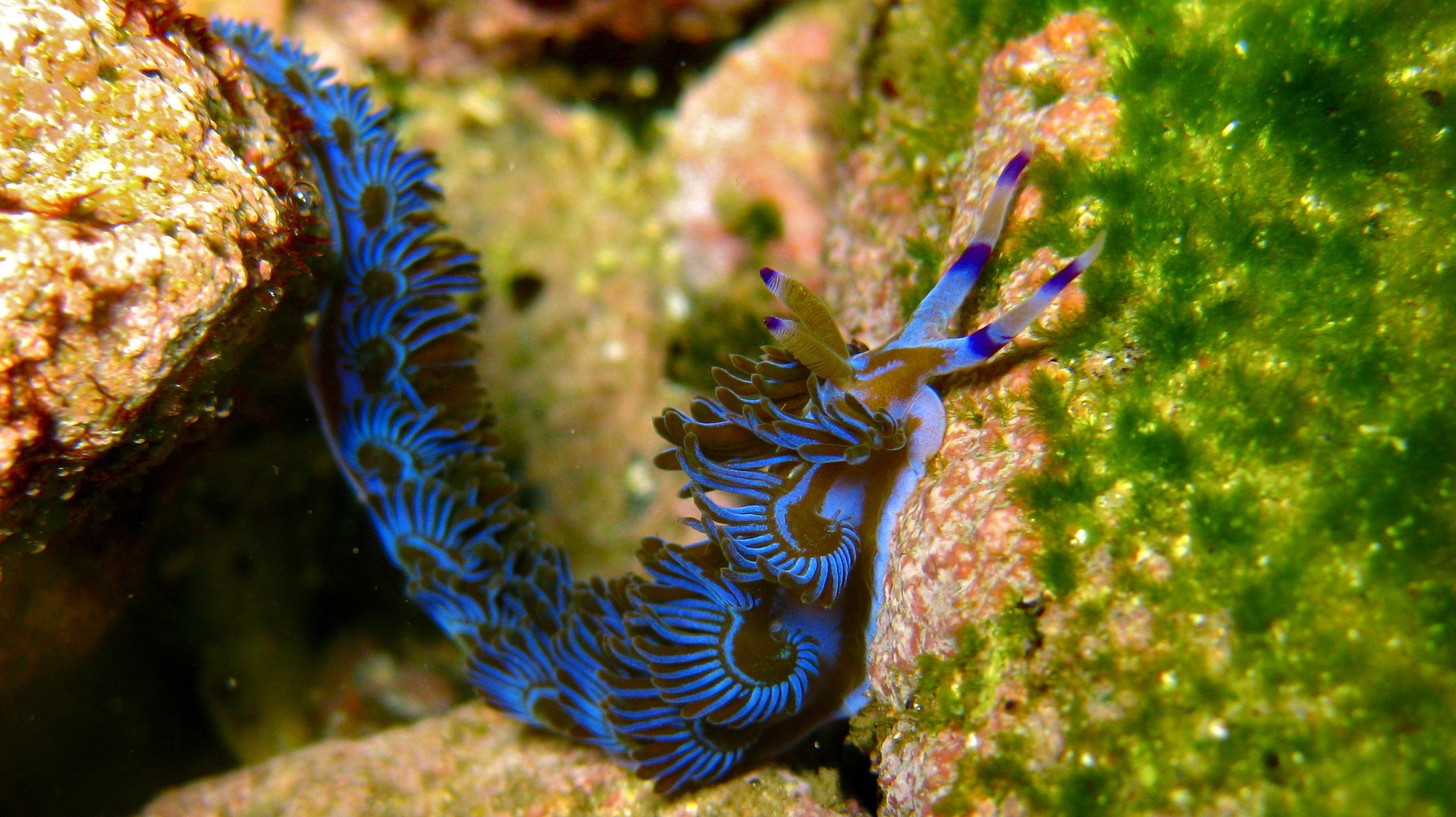 2582x1449 Electric Blue Nudibranch