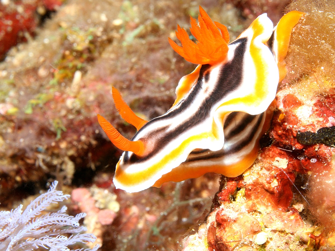 1152x864 Sea Slug (Nudibranch) Wallpaper