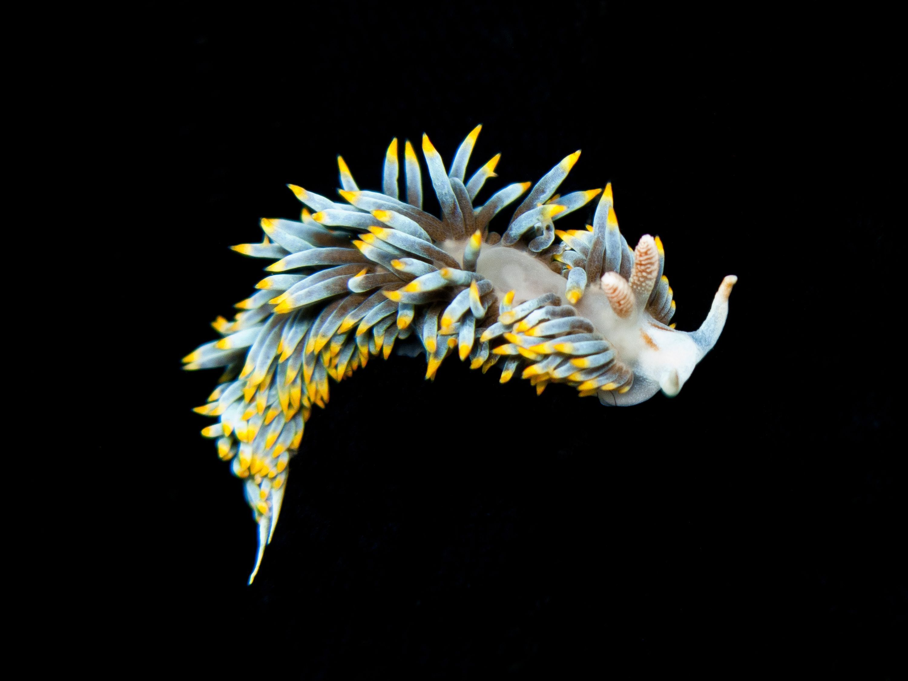 3000x2250 Download Nudibranch Animal Sea Slug HD Wallpaperx2250