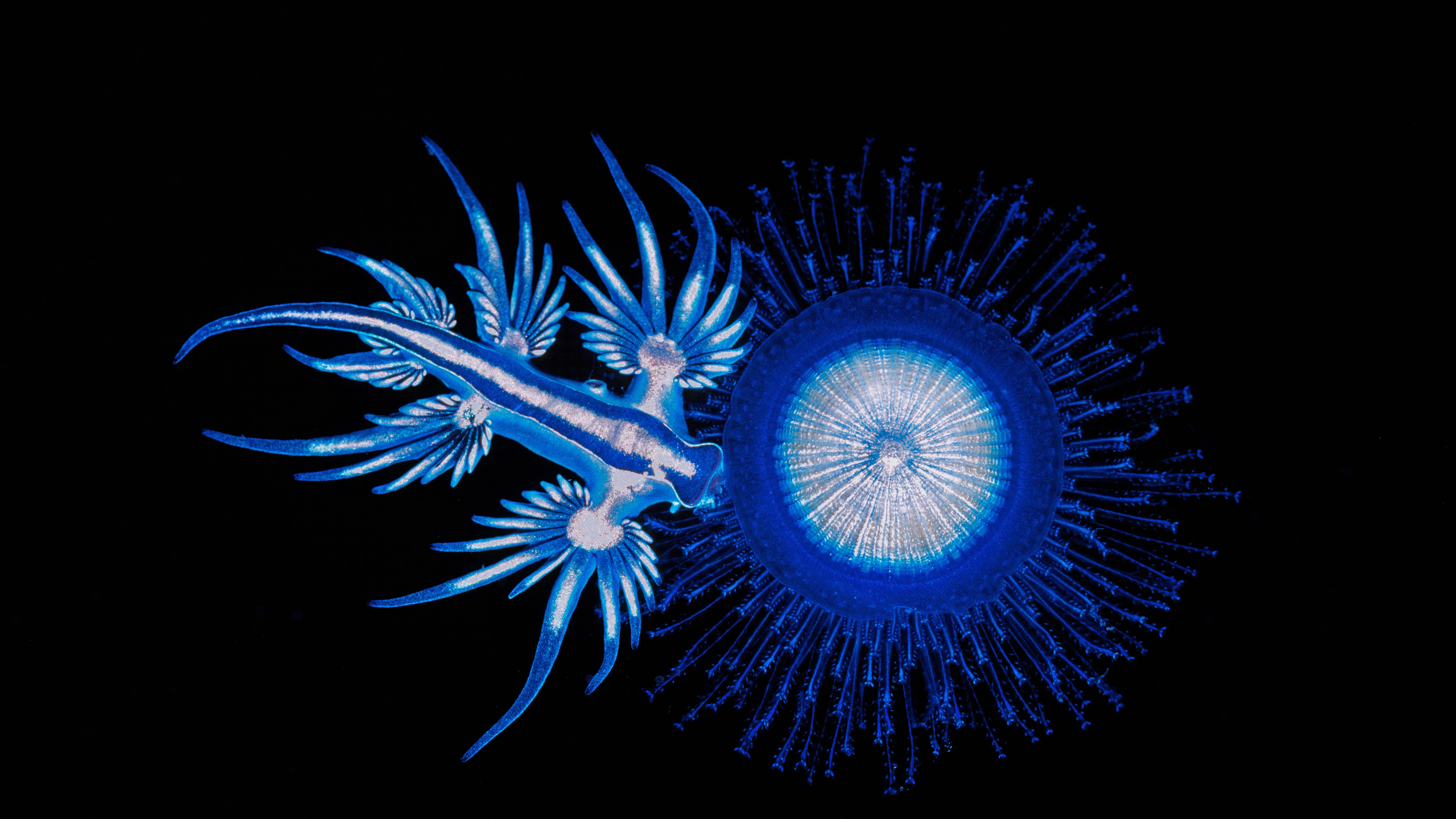 6868x3863 Download Sea Life Nudibranch Animal Sea Slug 4k Ultra HD Wallpaper