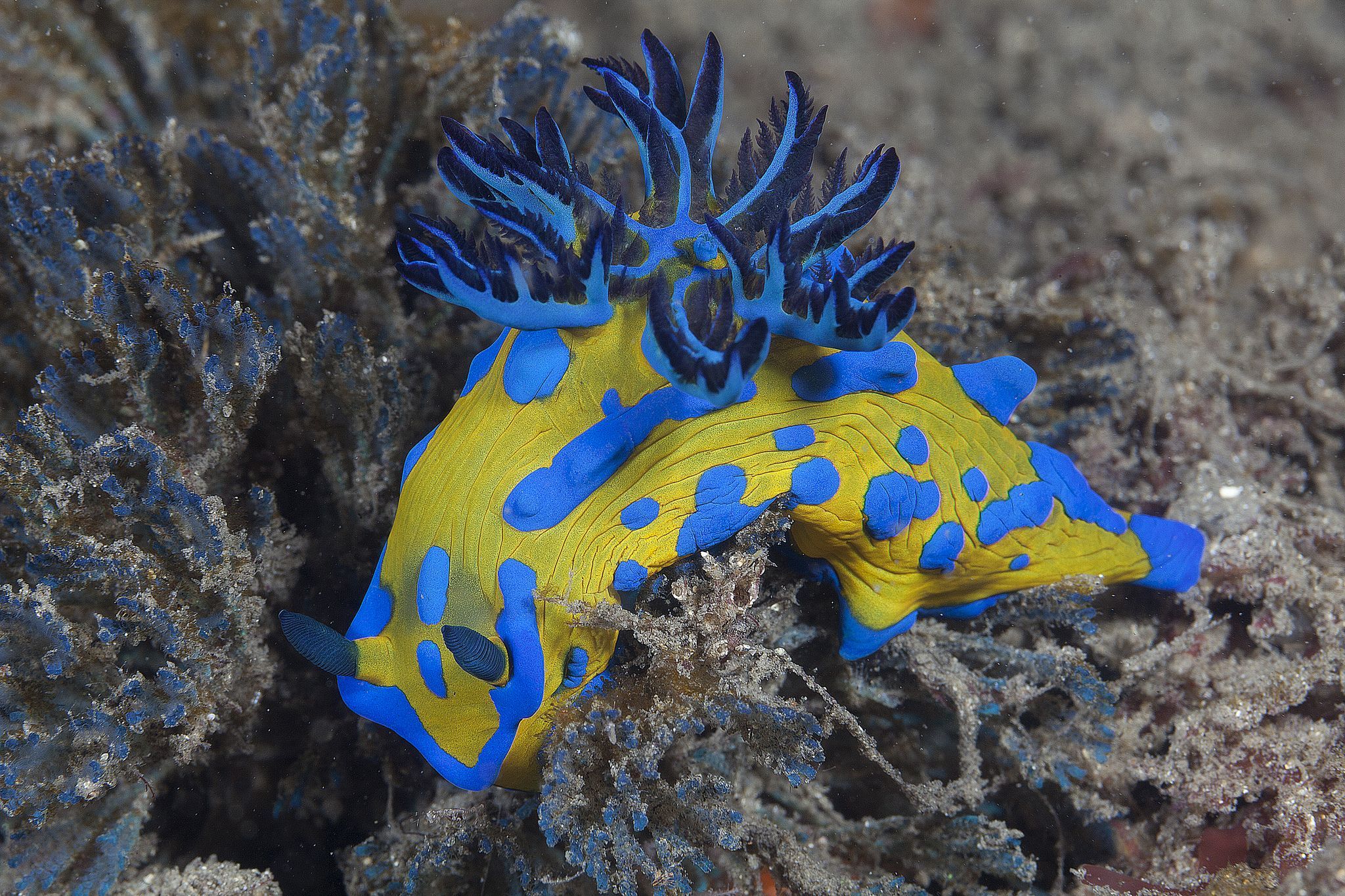 2048x1365 Vibrant Nudibranch HD Wallpaper