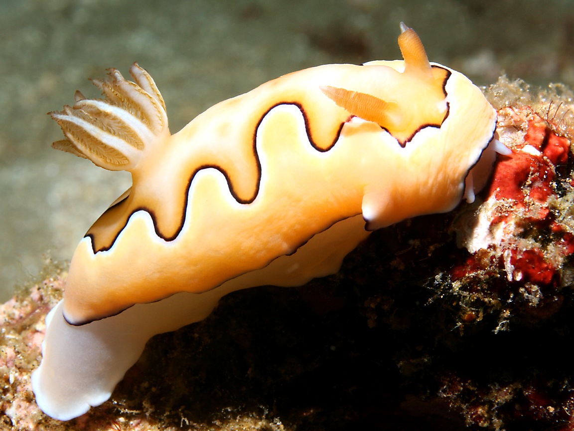 1152x864 Sea Slug (Nudibranch) Wallpaper