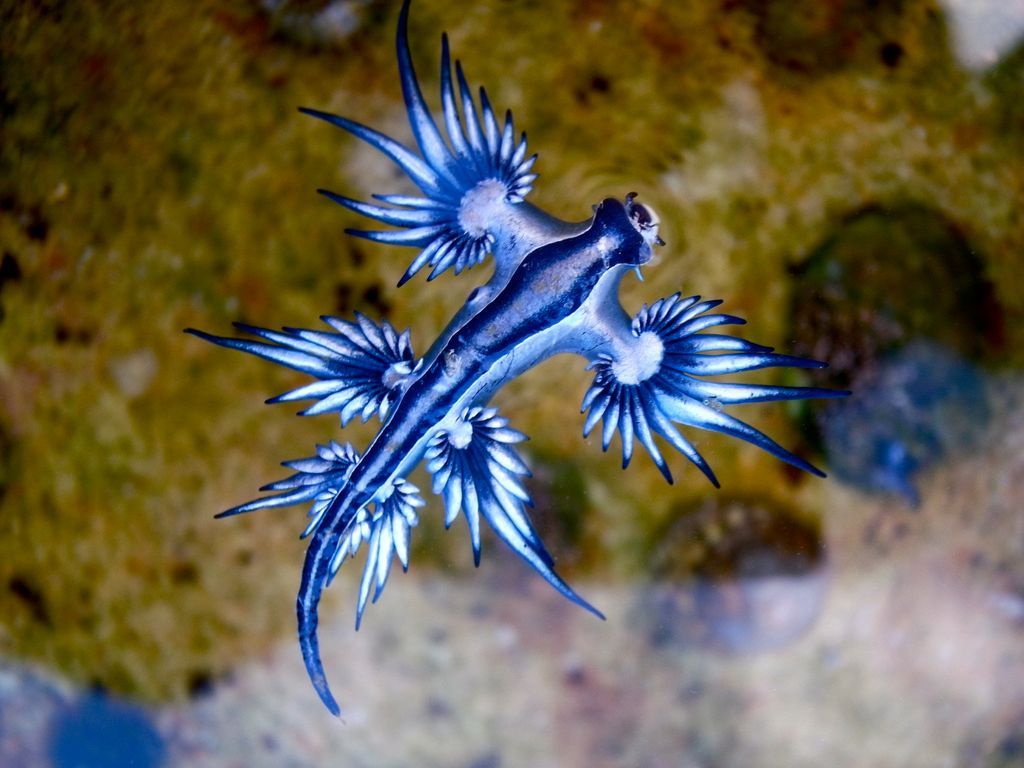 1024x768 Gallery: Absurd Creature Of The Week: This Crazy Looking Sea Slug Has An Ingenious Secret Weapon