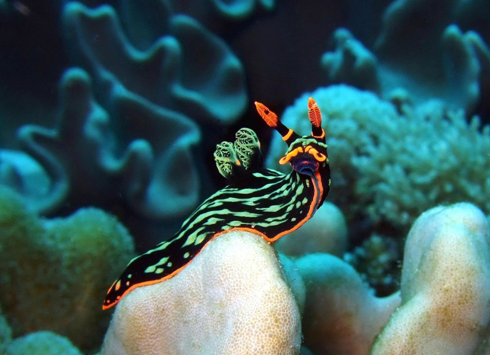 1600x1160 Vibrant Nudibranch Sea Slug HD Wallpaper