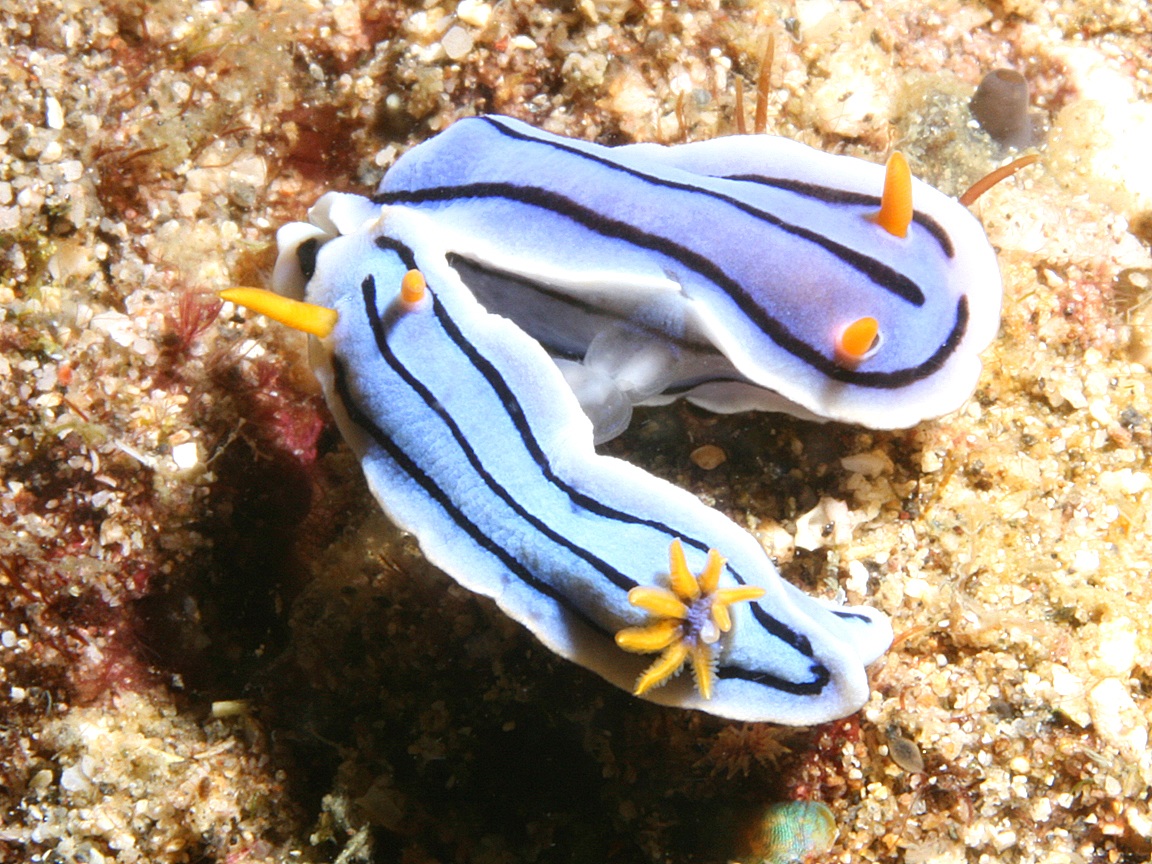 1152x864 Sea Slug (Nudibranch) Wallpaper