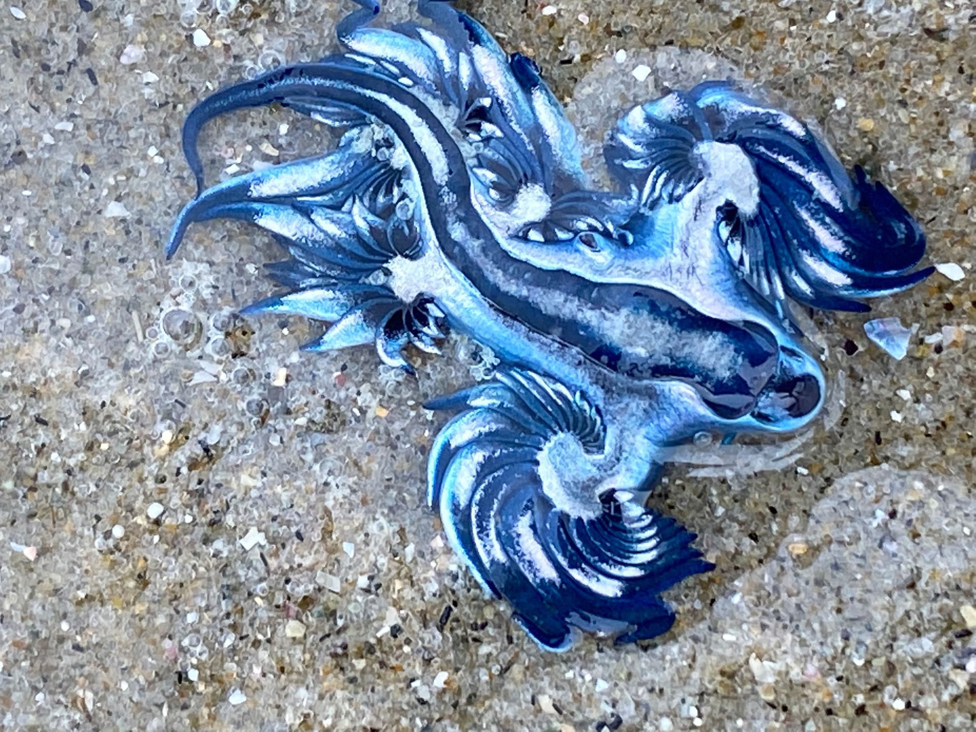 1920x1440 Blue Sea Dragon Slug Wallpaper