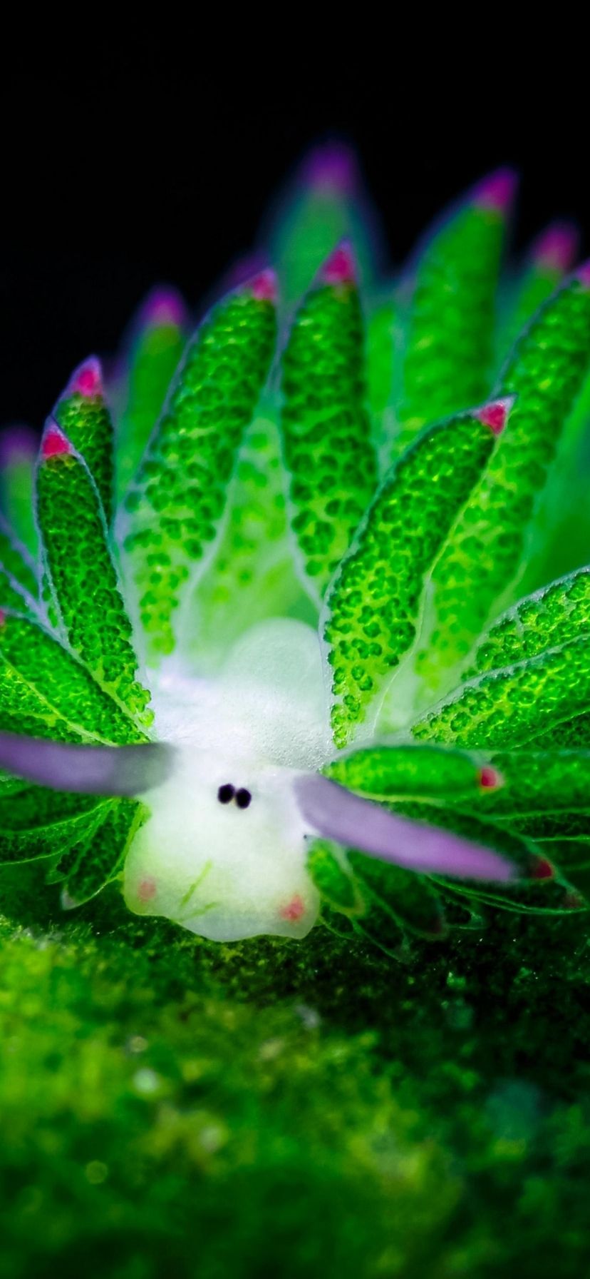 828x1792 Phone wallpaper: Animal, Sea Slug, Nudibranch 1409918