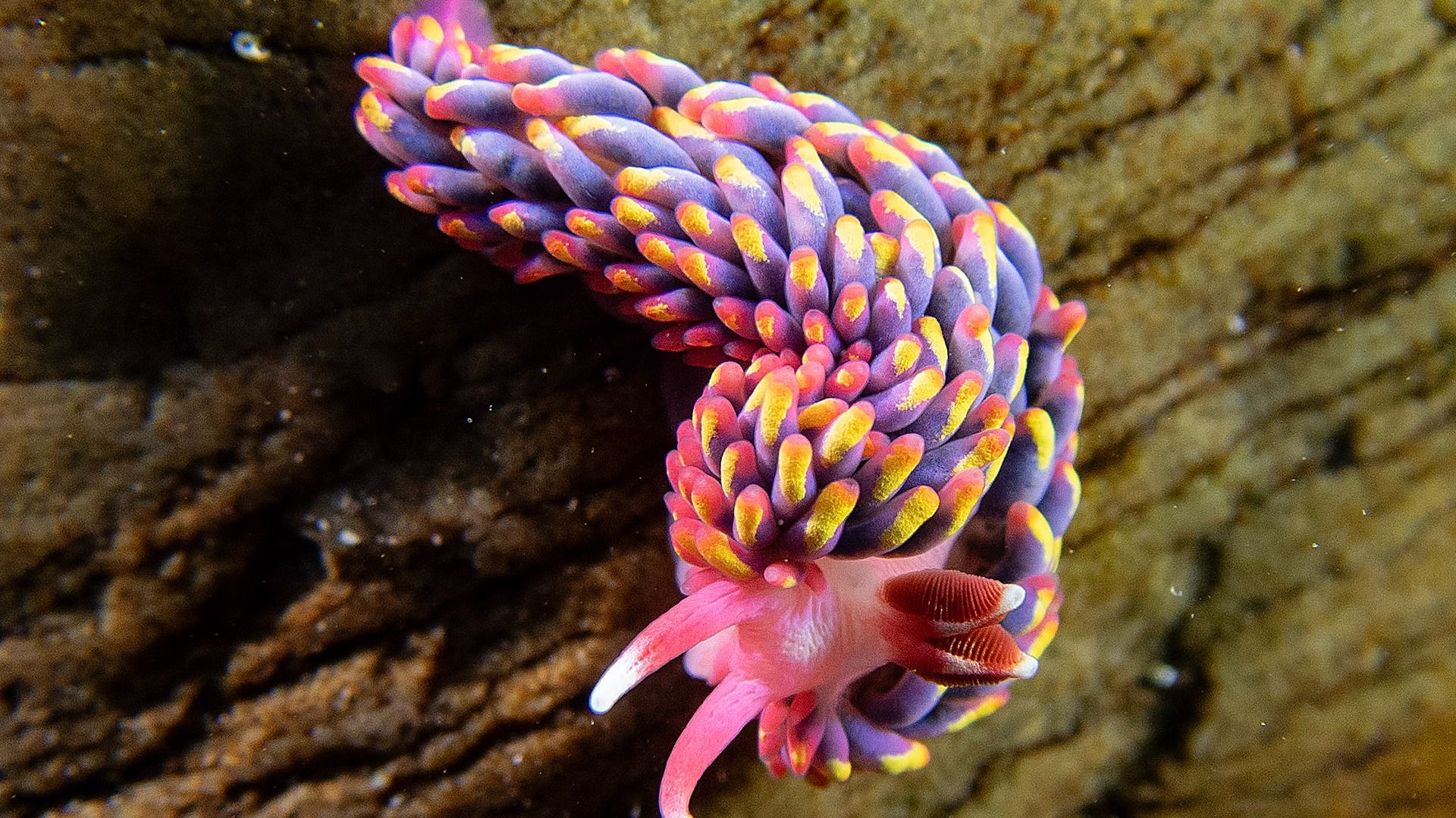 1920x1080 The stunning rare sea slug spotted for first time in Devon. ITV News West Country