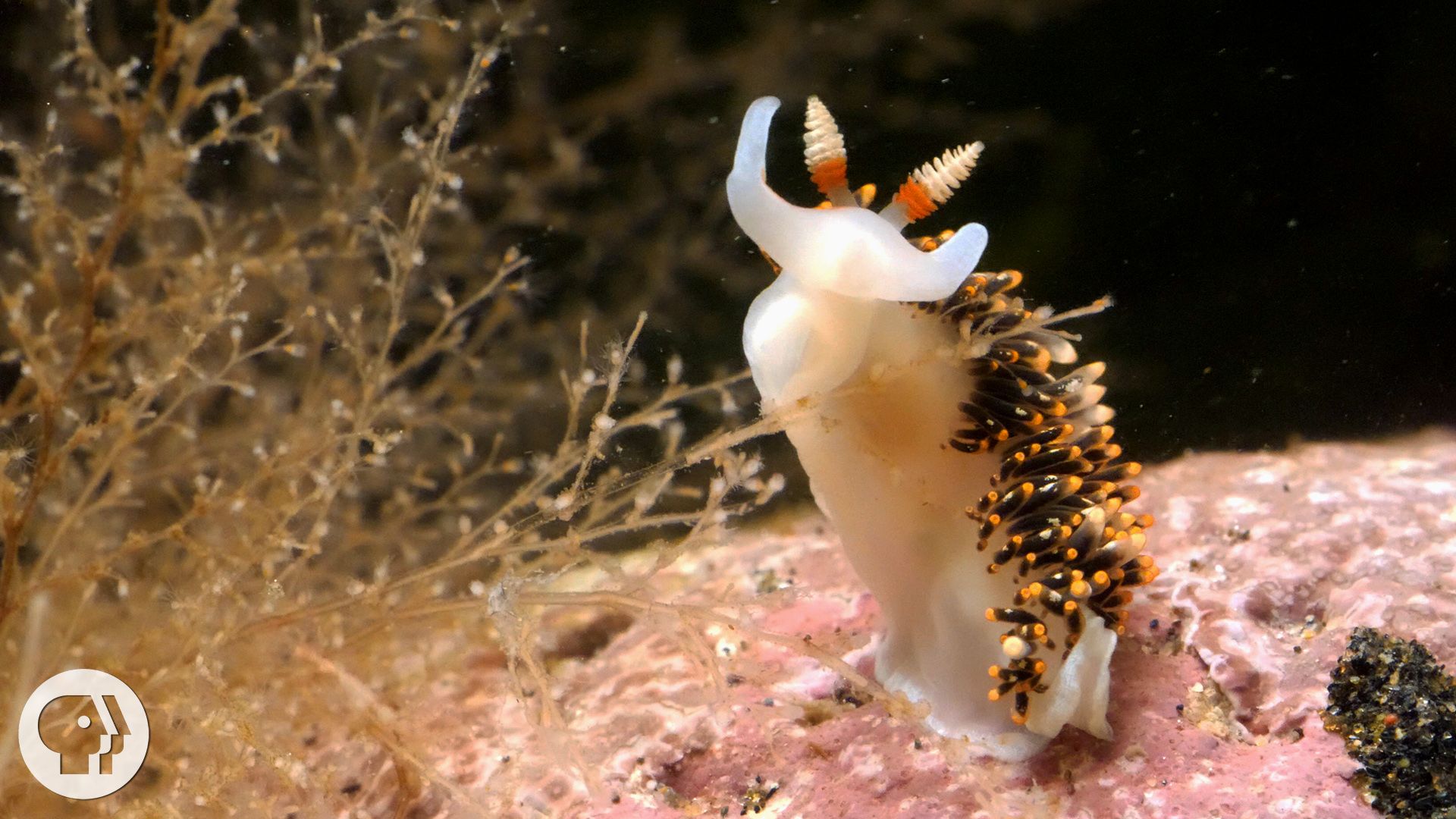 1920x1080 This Adorable Sea Slug Is a Sneaky Little Thief
